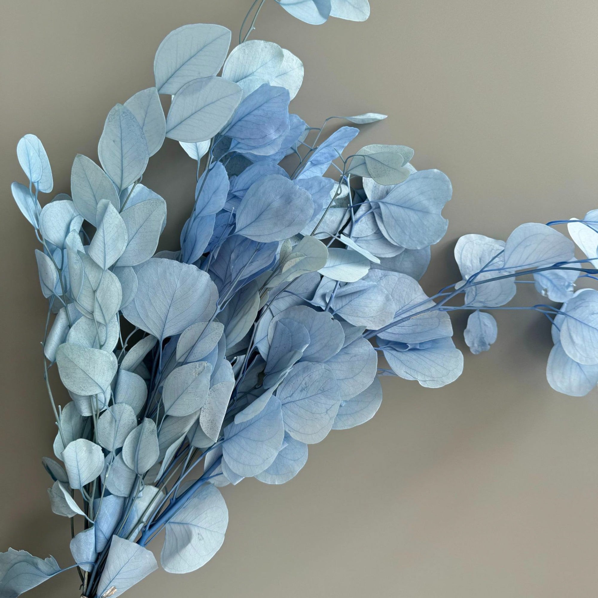 Alilang Decorative Dried Eucalyptus Stems for Home Decoration and Crafting Arrangements