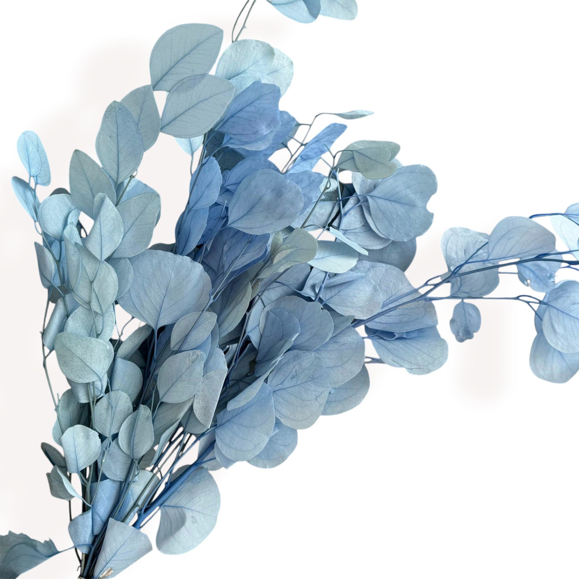 Alilang Decorative Dried Eucalyptus Stems for Home Decoration and Crafting Arrangements