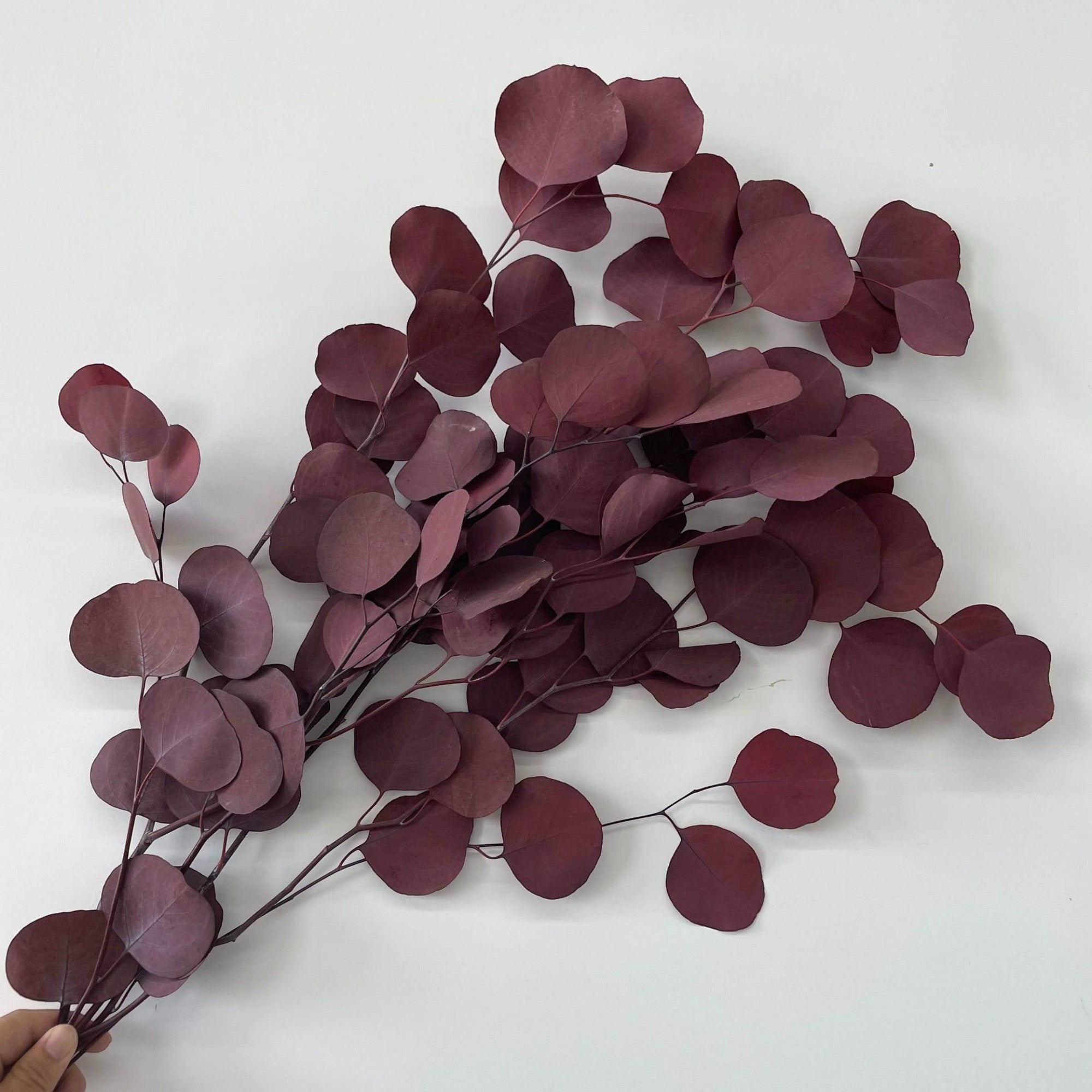 Alilang Decorative Dried Eucalyptus Stems for Home Decoration and Crafting Arrangements