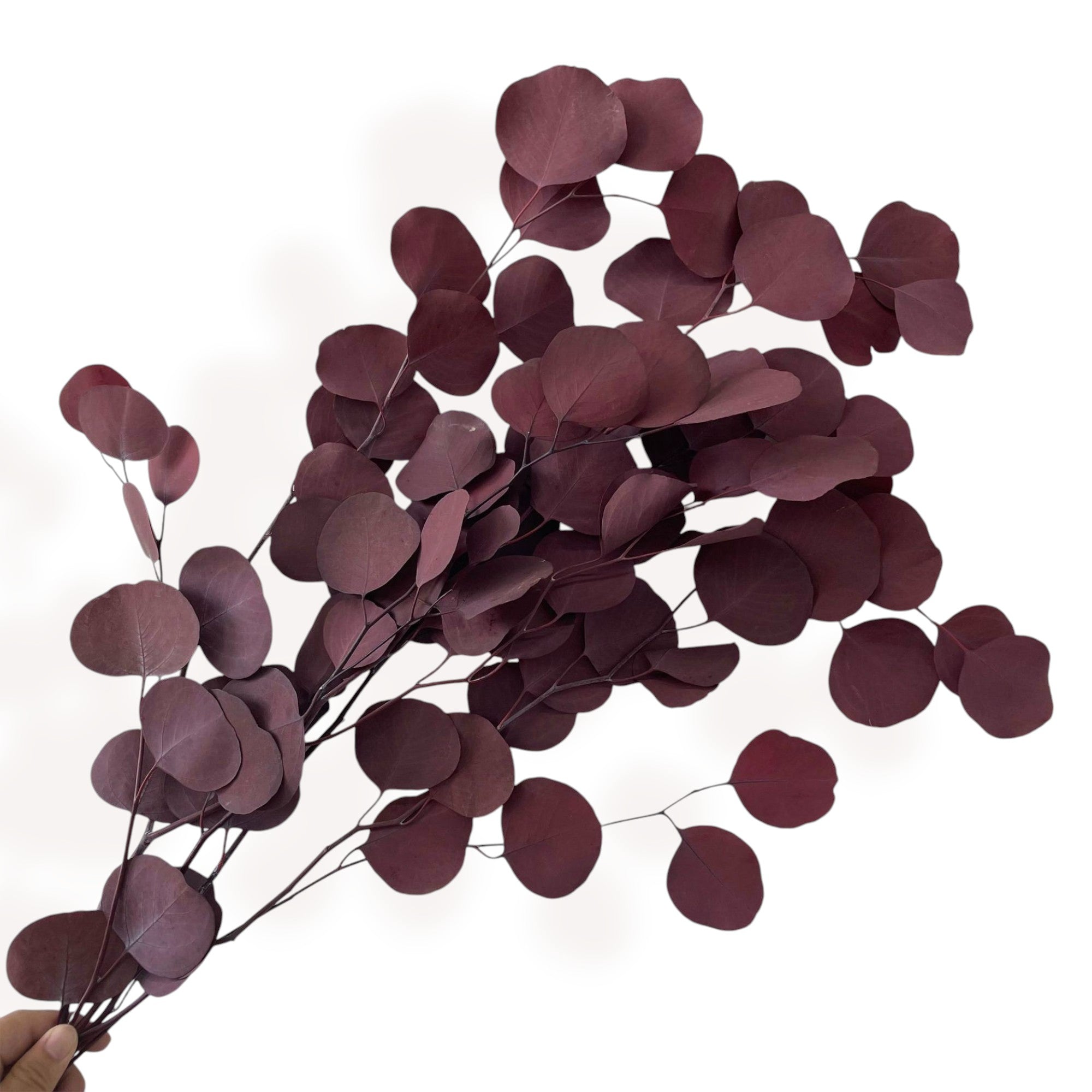Alilang Decorative Dried Eucalyptus Stems for Home Decoration and Crafting Arrangements