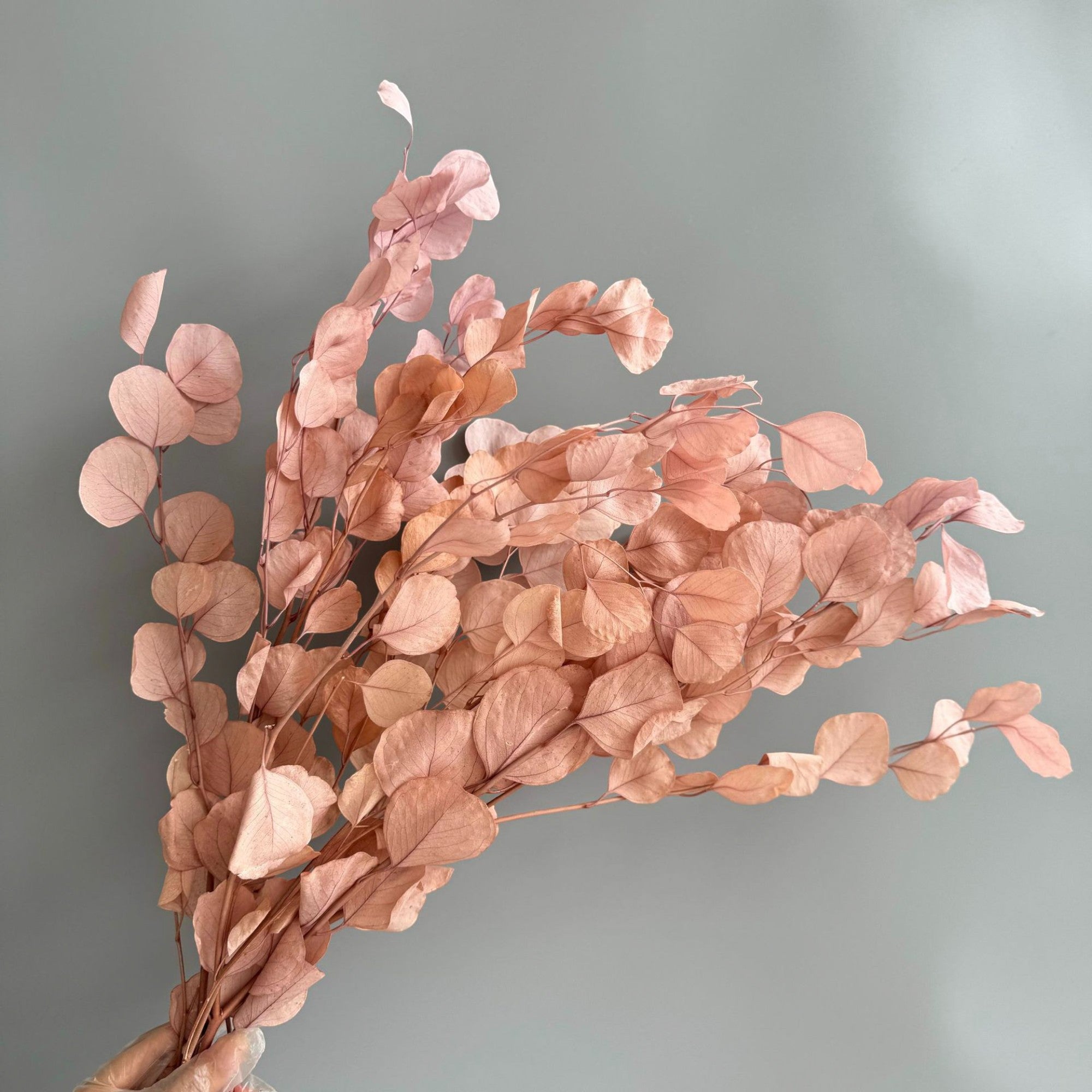 Alilang Decorative Dried Eucalyptus Stems for Home Decoration and Crafting Arrangements