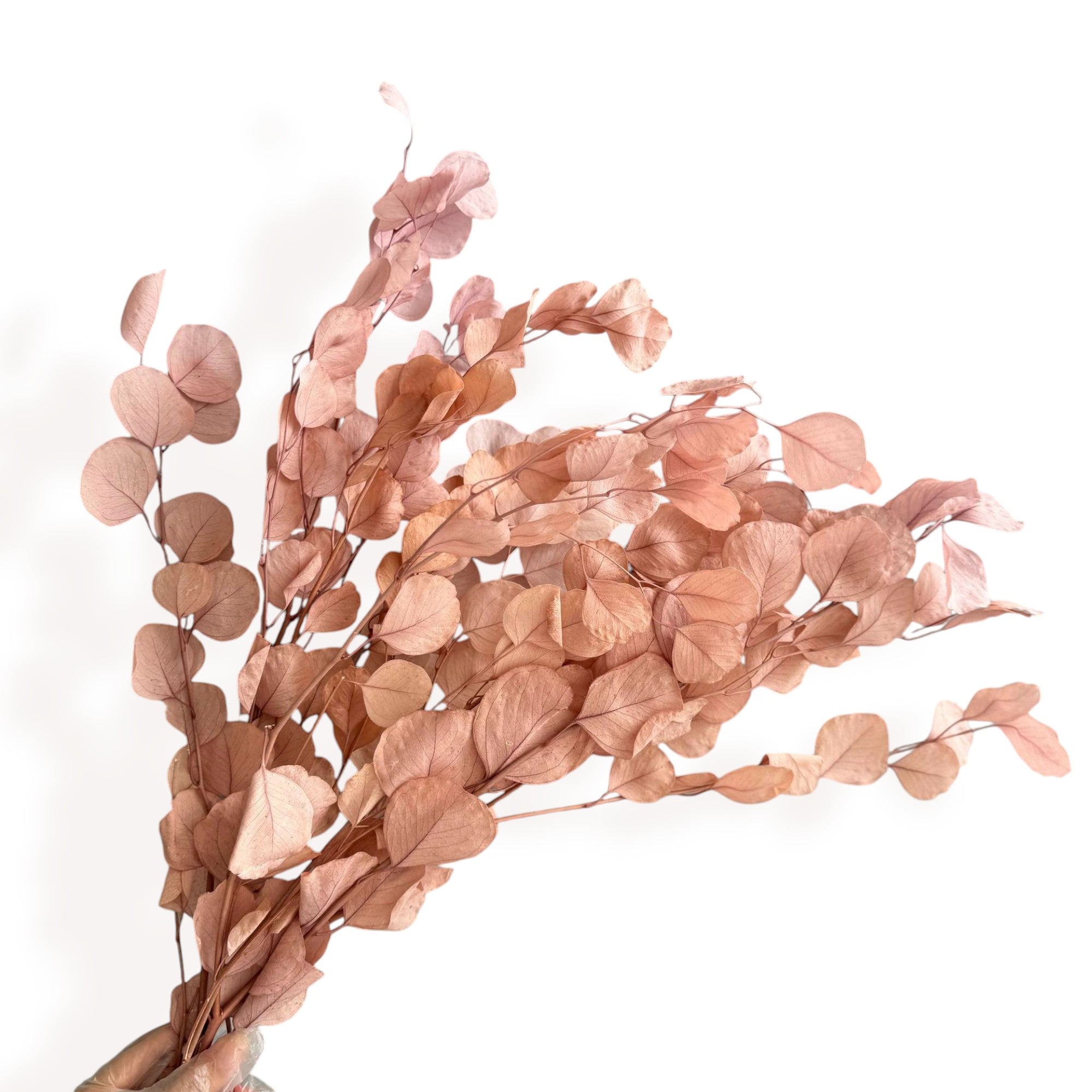 Alilang Decorative Dried Eucalyptus Stems for Home Decoration and Crafting Arrangements