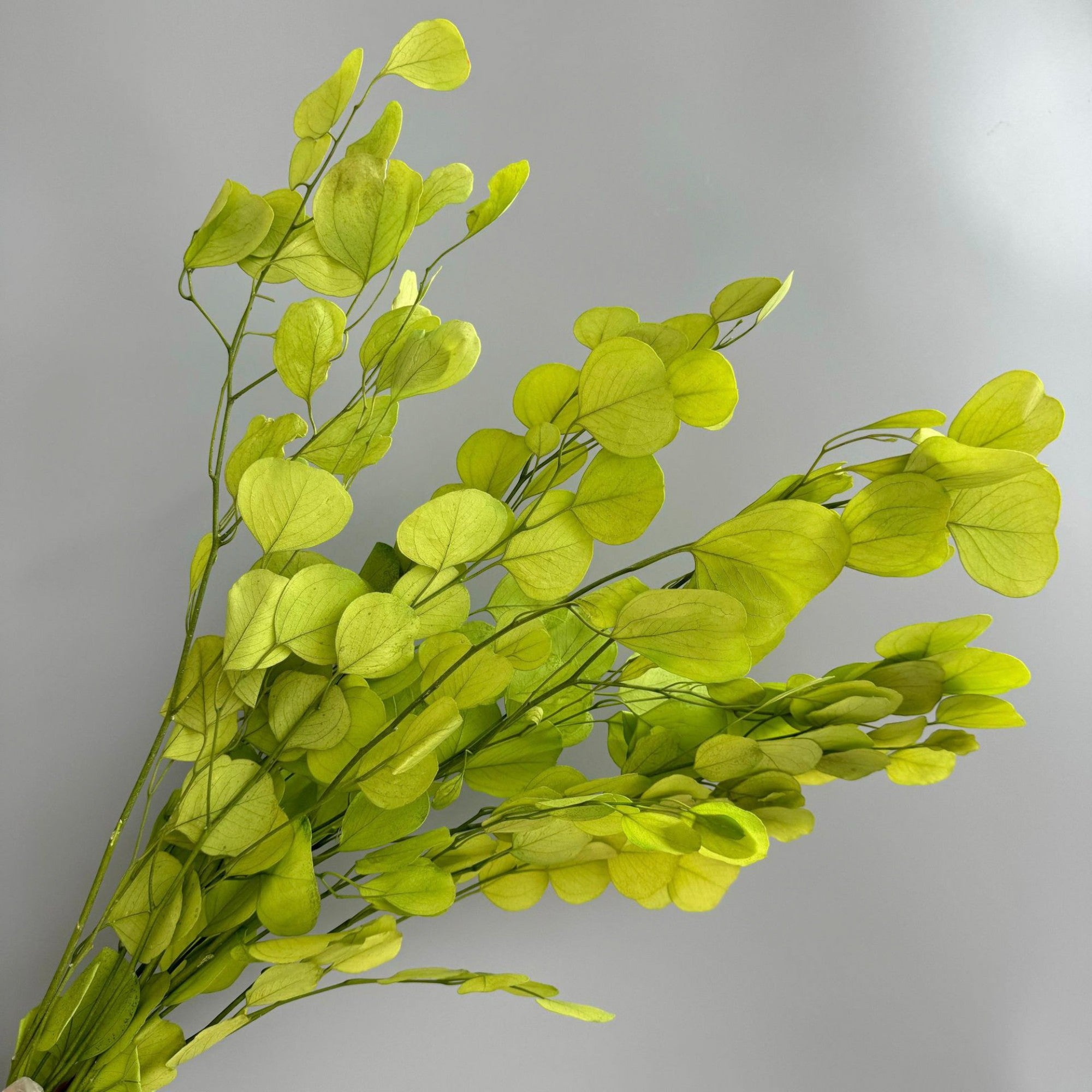 Alilang Decorative Dried Eucalyptus Stems for Home Decoration and Crafting Arrangements