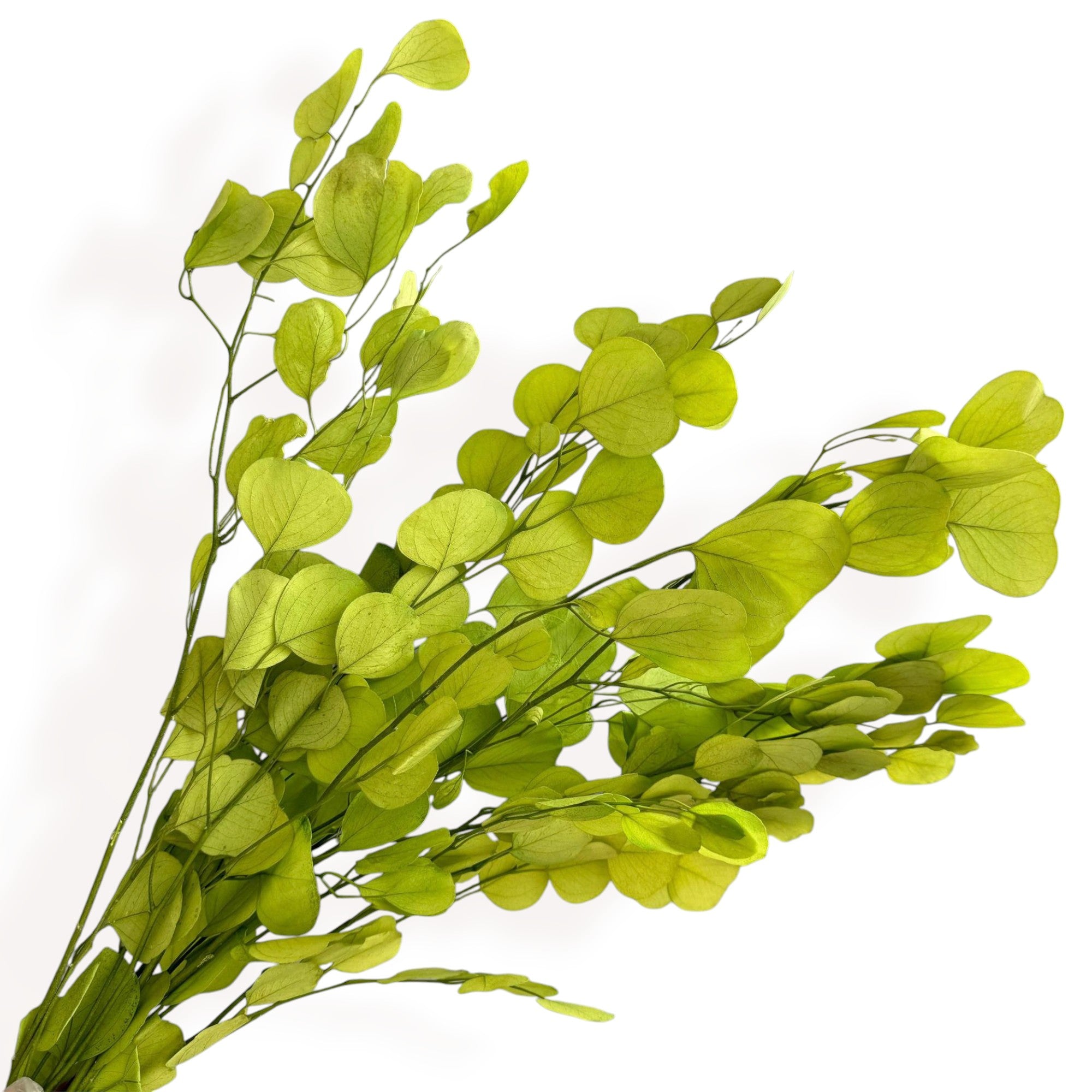 Alilang Decorative Dried Eucalyptus Stems for Home Decoration and Crafting Arrangements
