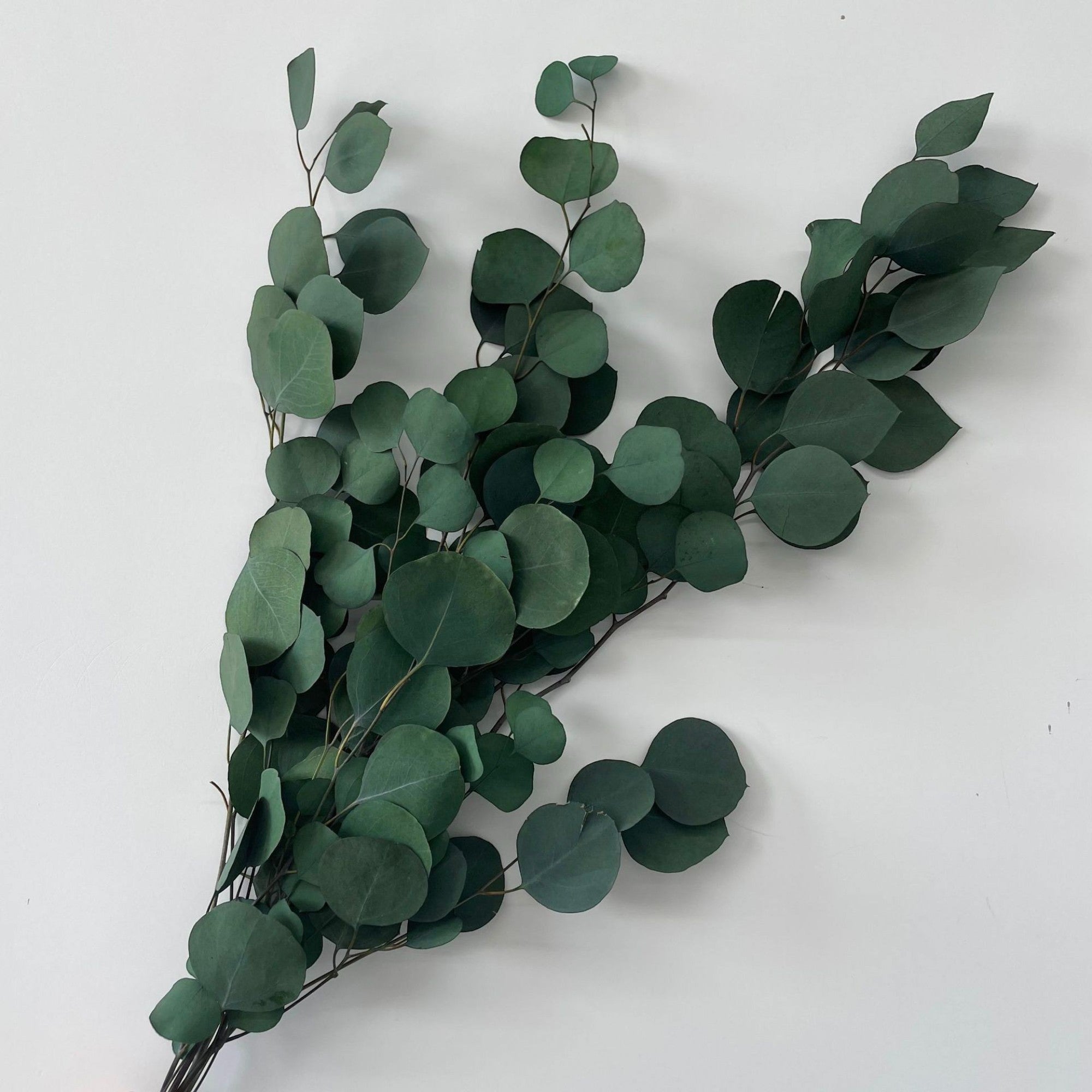 Alilang Decorative Dried Eucalyptus Stems for Home Decoration and Crafting Arrangements