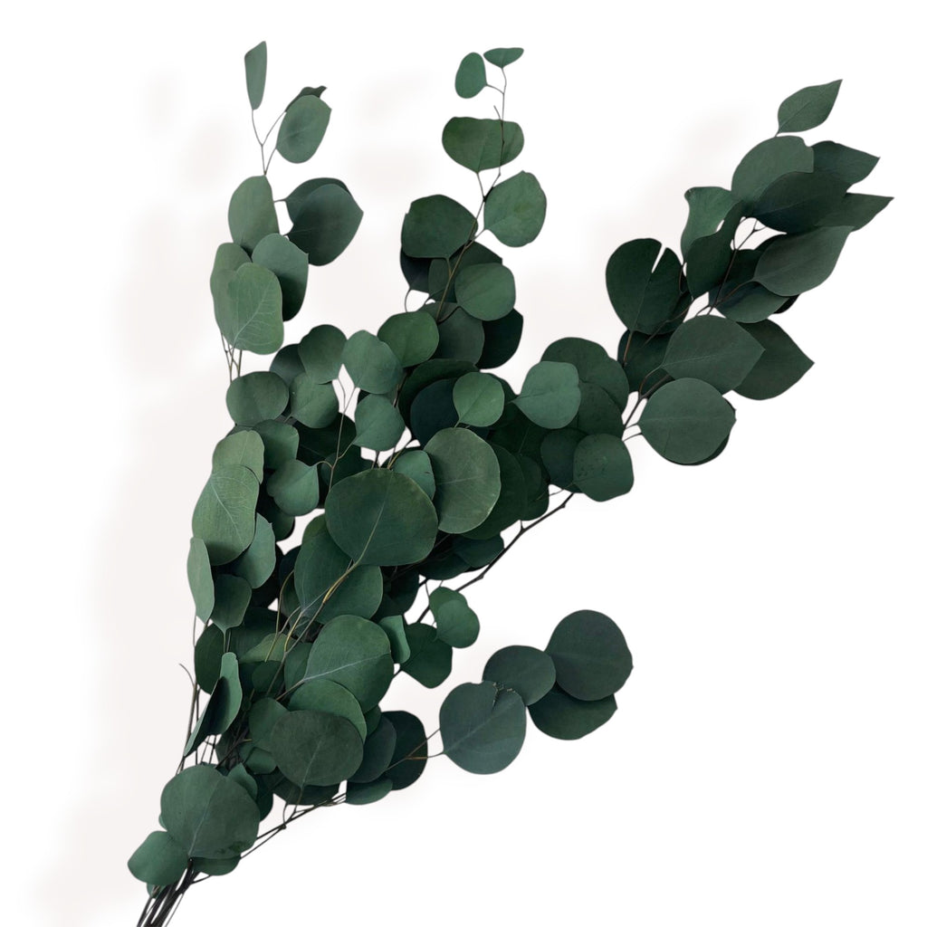 Alilang Decorative Dried Eucalyptus Stems for Home Decoration and Crafting Arrangements