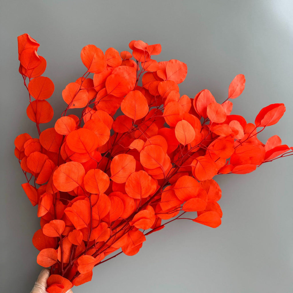 Alilang Decorative Dried Eucalyptus Stems for Home Decoration and Crafting Arrangements