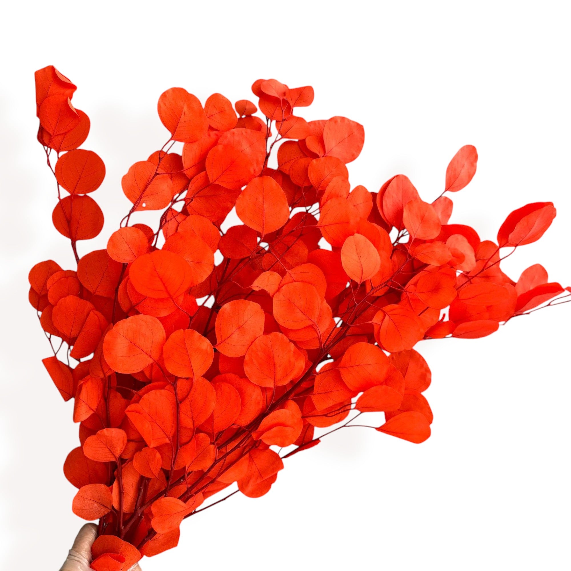 Alilang Decorative Dried Eucalyptus Stems for Home Decoration and Crafting Arrangements