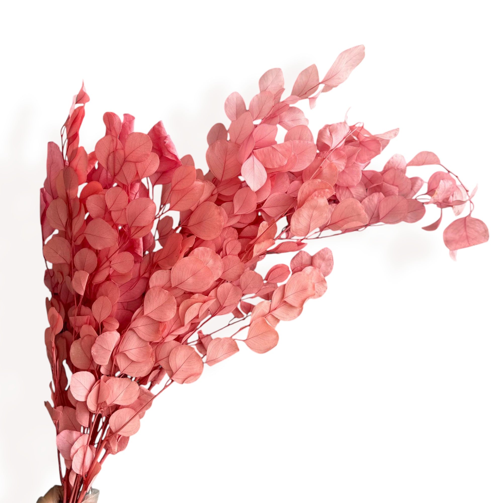 Alilang Decorative Dried Eucalyptus Stems for Home Decoration and Crafting Arrangements