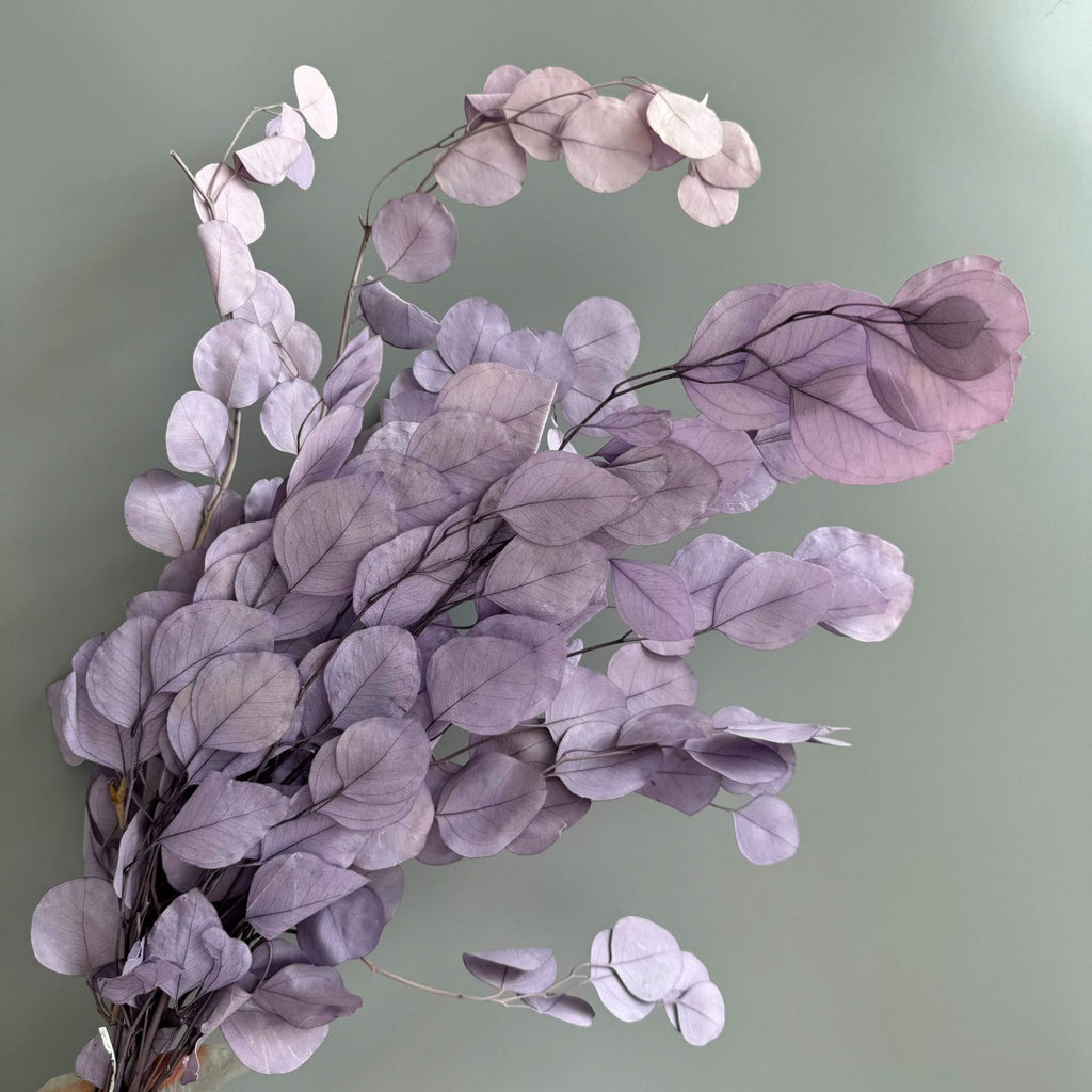 Alilang Decorative Dried Eucalyptus Stems for Home Decoration and Crafting Arrangements