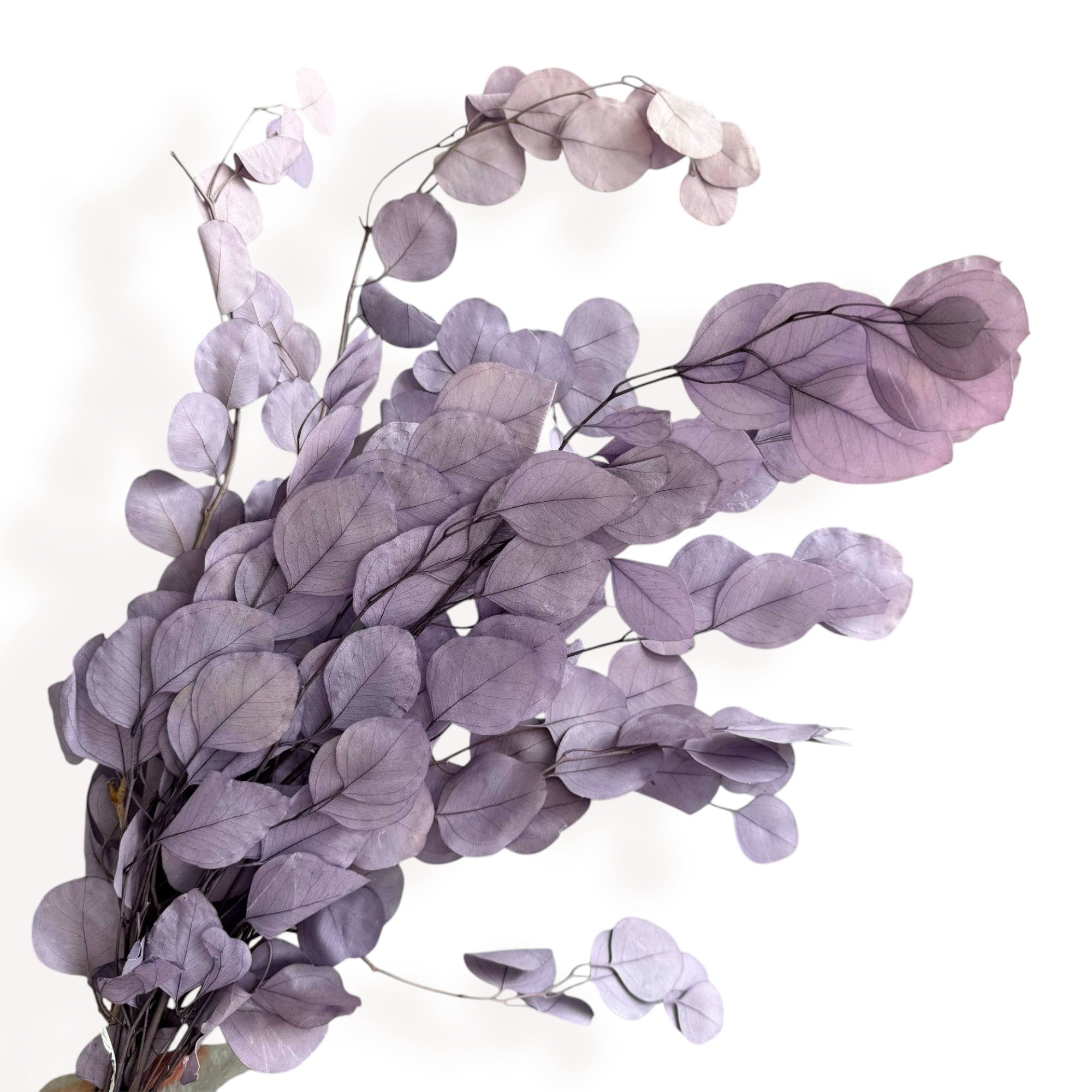Alilang Decorative Dried Eucalyptus Stems for Home Decoration and Crafting Arrangements