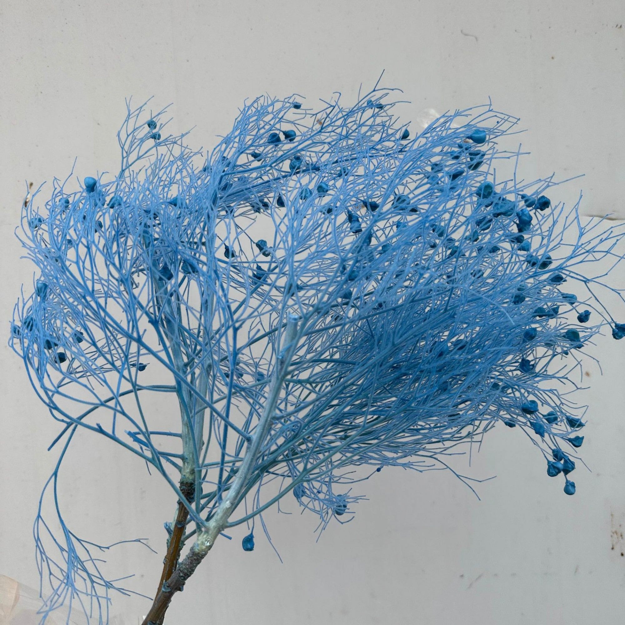 Alilang Decorative Dried Ming Fern Stems for Elegant Home Decoration and Creative Floral Arrangements