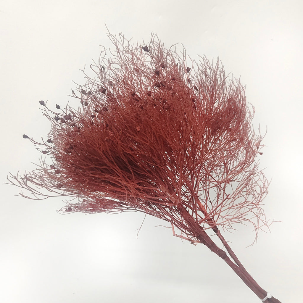 Alilang Decorative Dried Ming Fern Stems for Elegant Home Decoration and Creative Floral Arrangements
