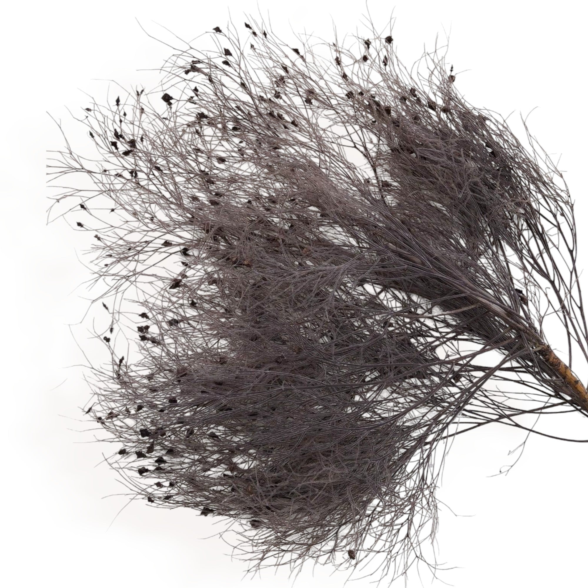 Alilang Decorative Dried Ming Fern Stems for Elegant Home Decoration and Creative Floral Arrangements