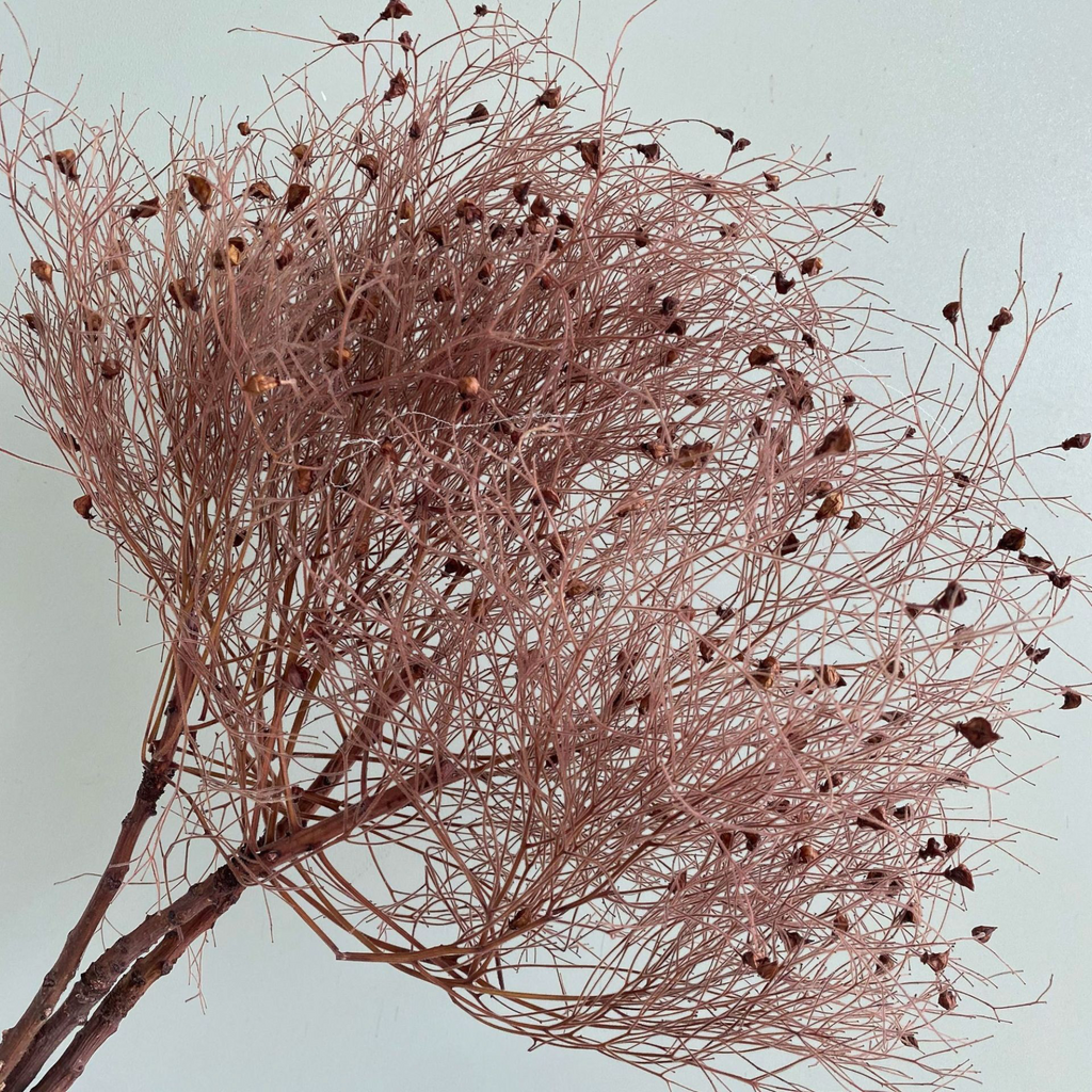 Alilang Decorative Dried Ming Fern Stems for Elegant Home Decoration and Creative Floral Arrangements