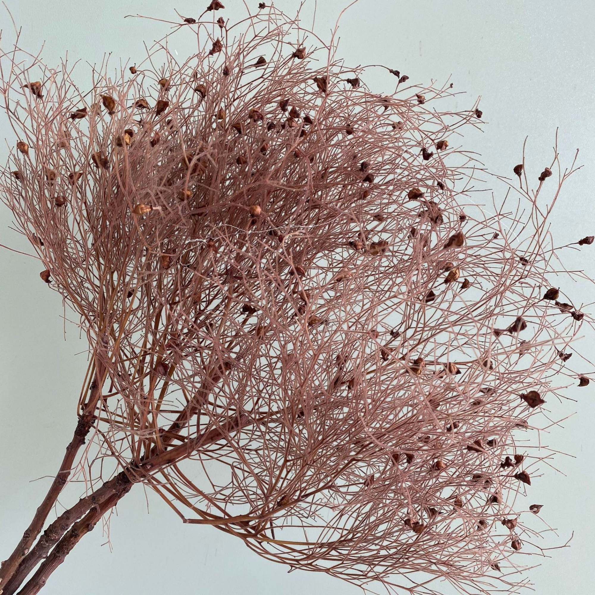 Alilang Decorative Dried Ming Fern Stems for Elegant Home Decoration and Creative Floral Arrangements
