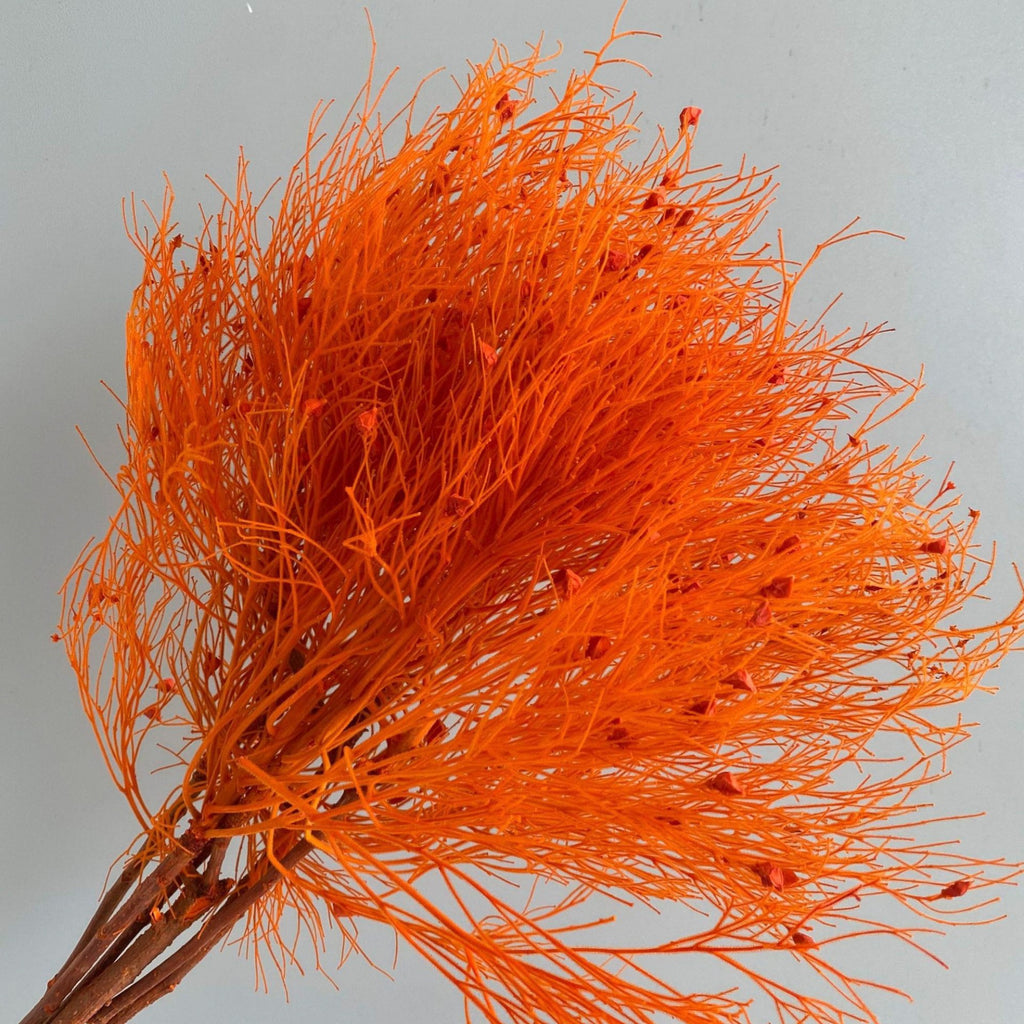 Alilang Decorative Dried Ming Fern Stems for Elegant Home Decoration and Creative Floral Arrangements