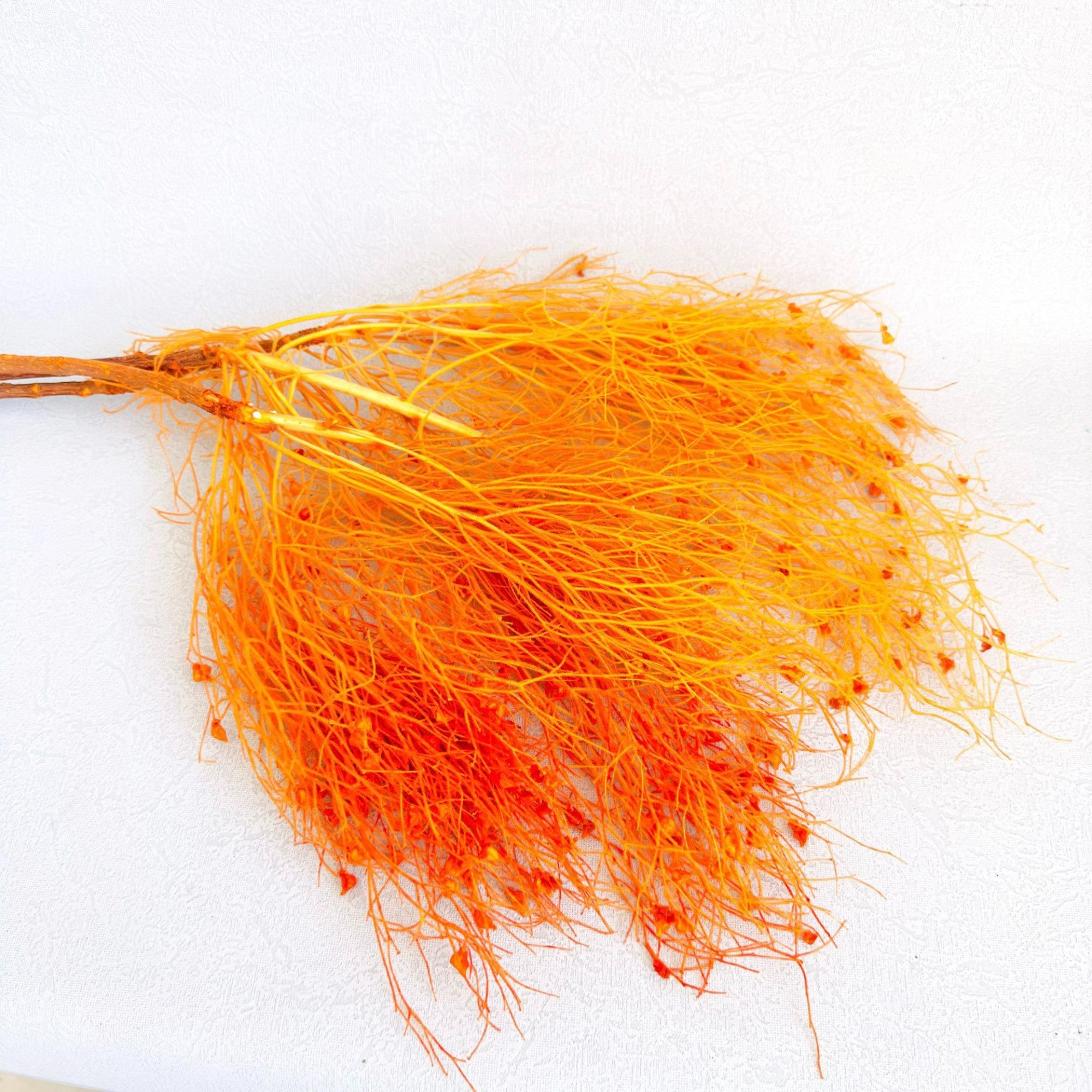 Alilang Decorative Dried Ming Fern Stems for Elegant Home Decoration and Creative Floral Arrangements