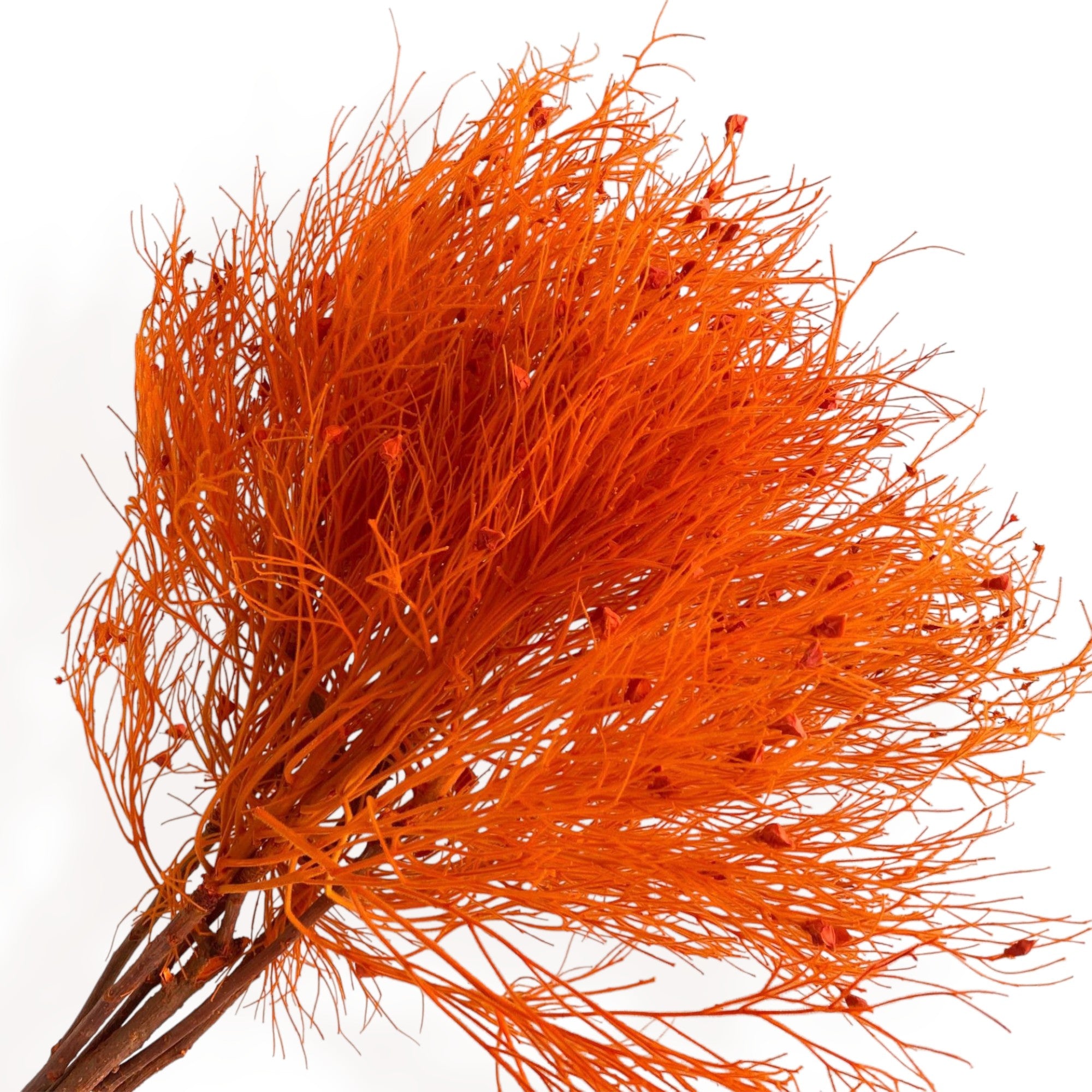 Alilang Decorative Dried Ming Fern Stems for Elegant Home Decoration and Creative Floral Arrangements