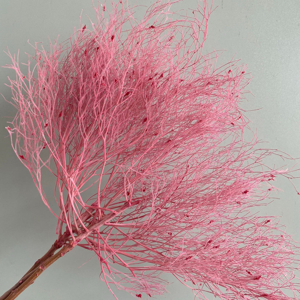 Alilang Decorative Dried Ming Fern Stems for Elegant Home Decoration and Creative Floral Arrangements