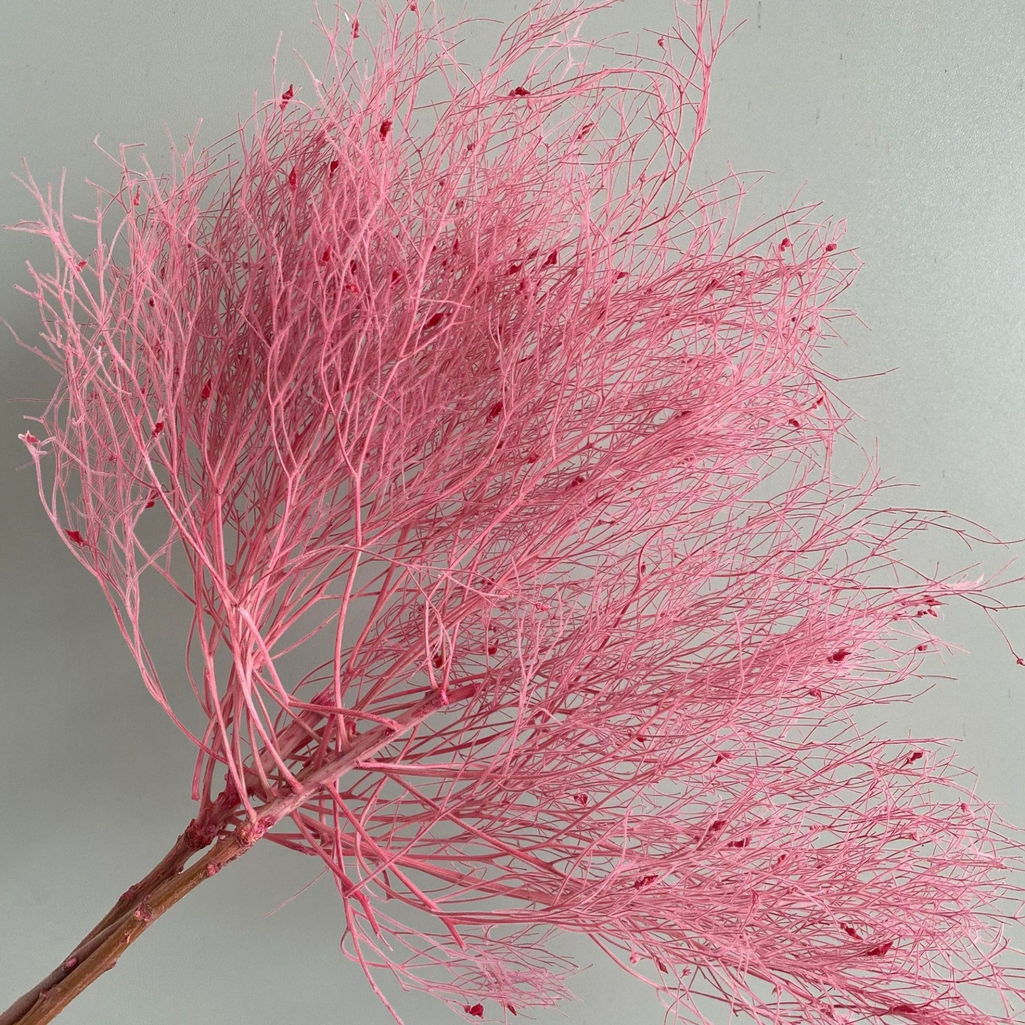 Alilang Decorative Dried Ming Fern Stems for Elegant Home Decoration and Creative Floral Arrangements