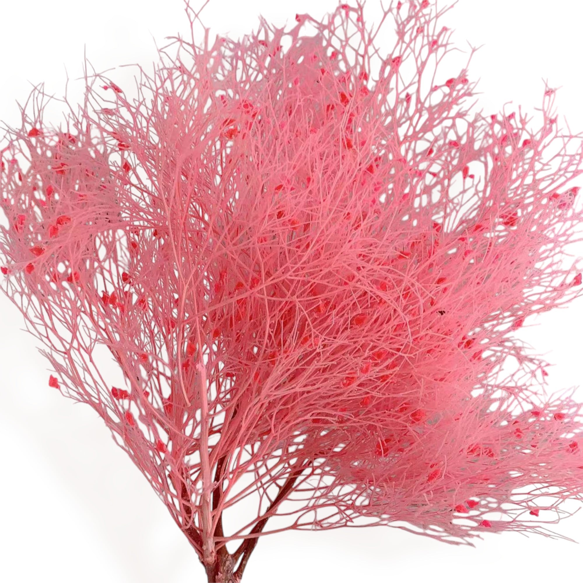 Alilang Decorative Dried Ming Fern Stems for Elegant Home Decoration and Creative Floral Arrangements