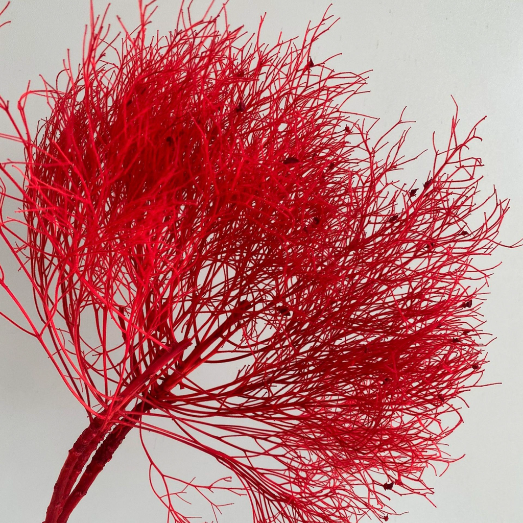 Alilang Decorative Dried Ming Fern Stems for Elegant Home Decoration and Creative Floral Arrangements