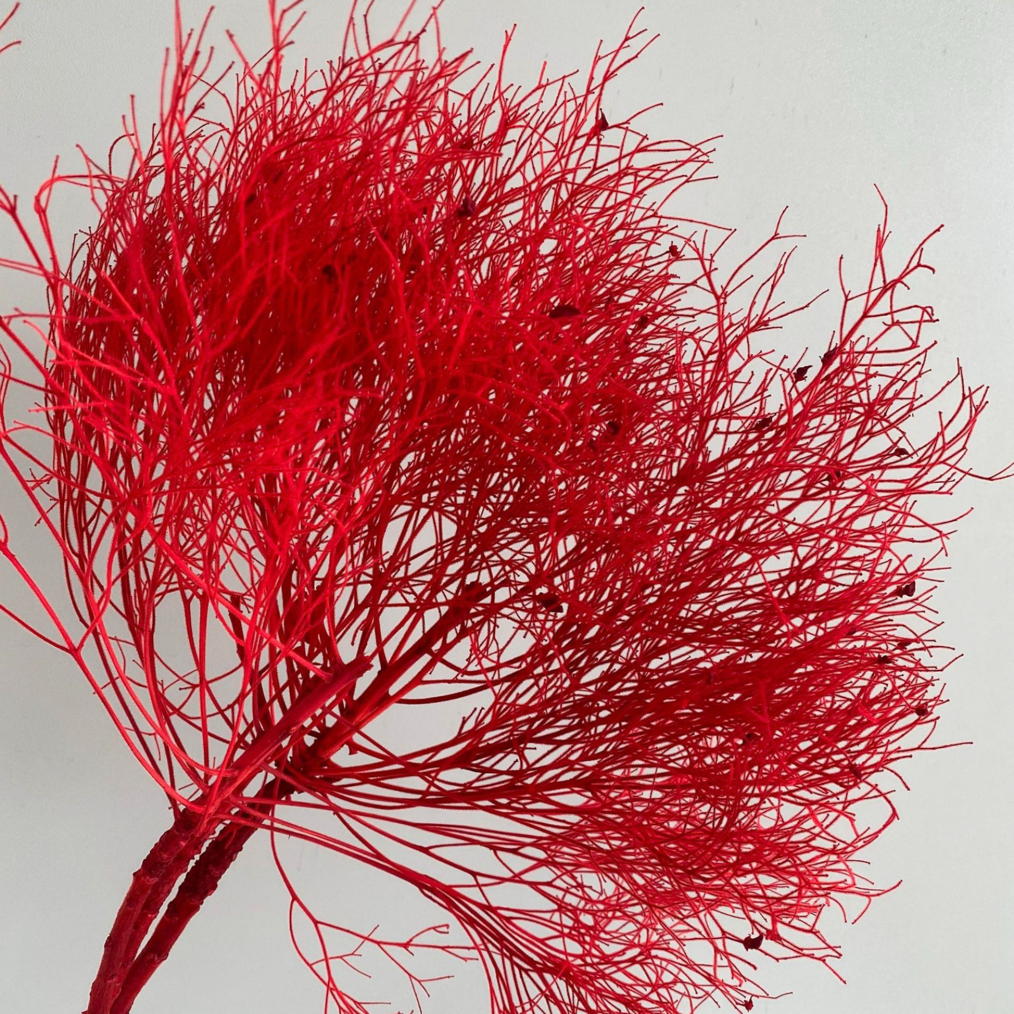 Alilang Decorative Dried Ming Fern Stems for Elegant Home Decoration and Creative Floral Arrangements