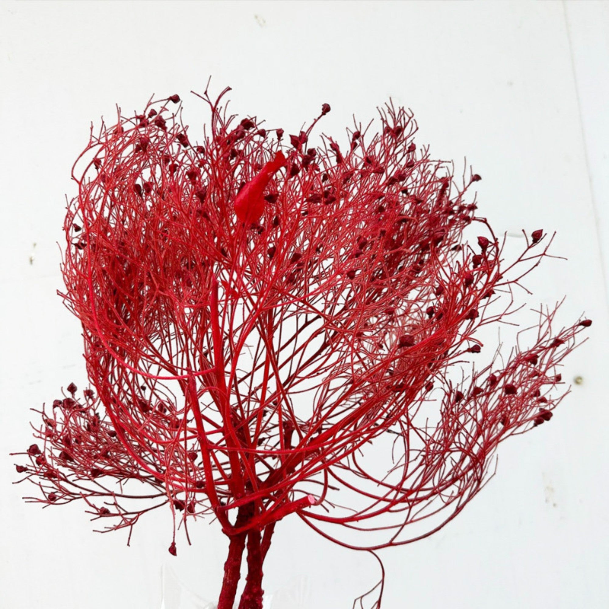 Alilang Decorative Dried Ming Fern Stems for Elegant Home Decoration and Creative Floral Arrangements