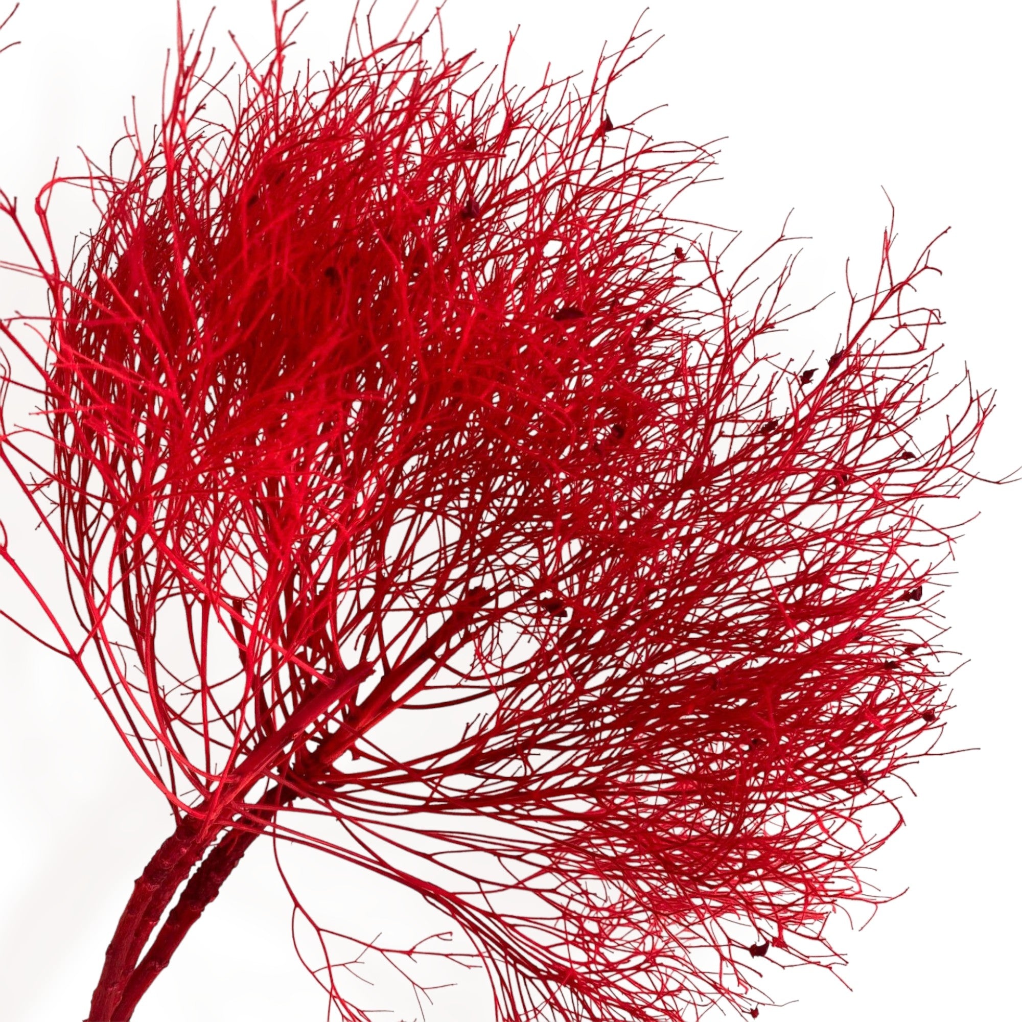 Alilang Decorative Dried Ming Fern Stems for Elegant Home Decoration and Creative Floral Arrangements