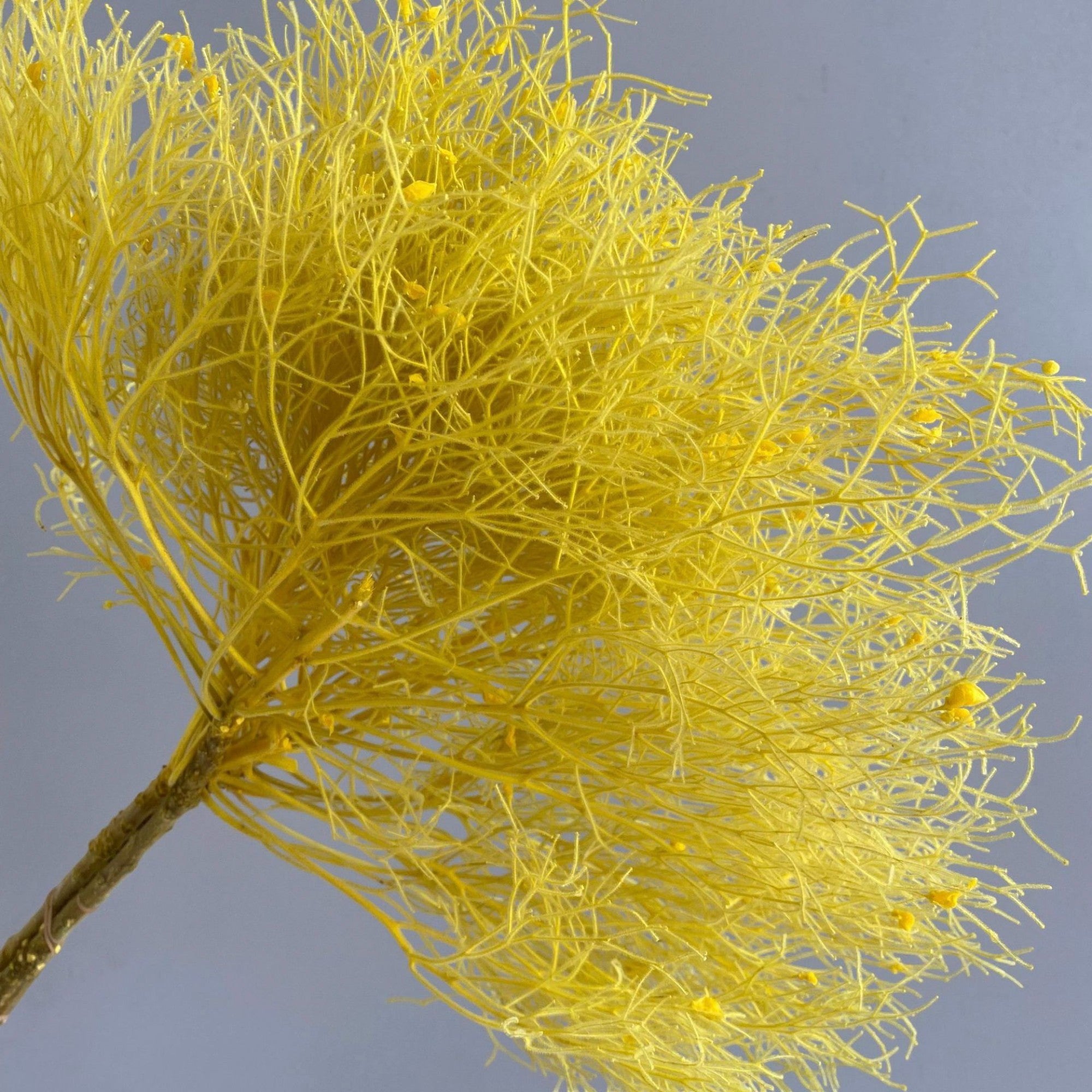 Alilang Decorative Dried Ming Fern Stems for Elegant Home Decoration and Creative Floral Arrangements