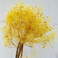 Alilang Decorative Dried Ming Fern Stems for Elegant Home Decoration and Creative Floral Arrangements
