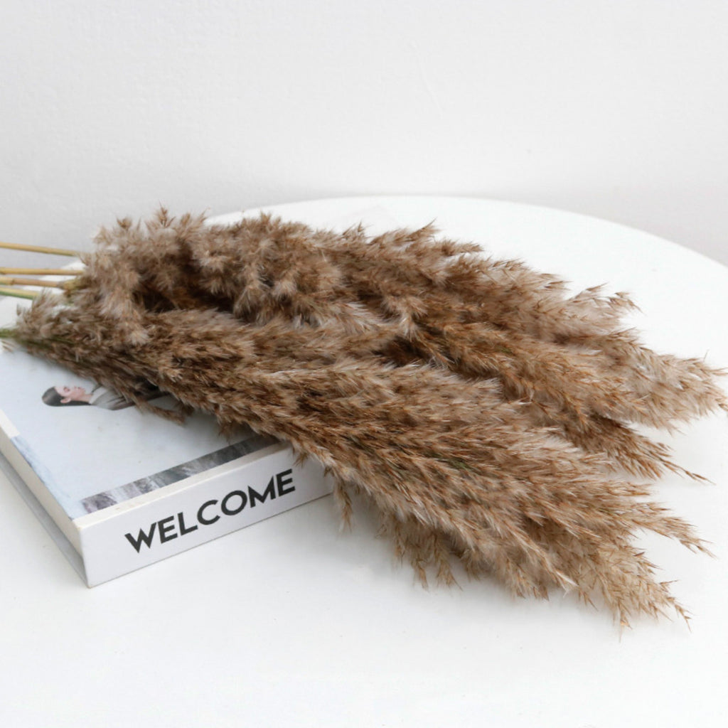 Alilang Decorative Dried Pampas Grass for Elegant Home Decoration and Floral Arrangements