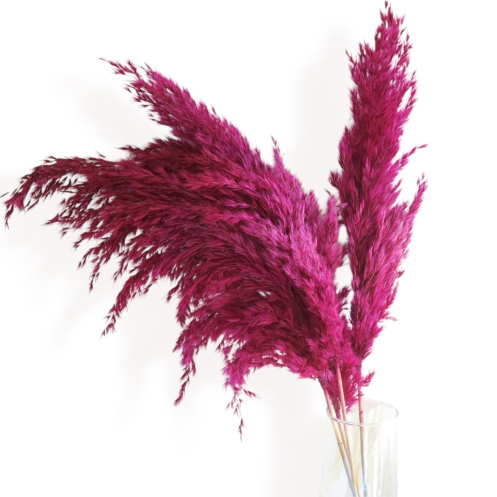 Alilang Decorative Dried Pampas Grass for Elegant Home Decoration and Floral Arrangements