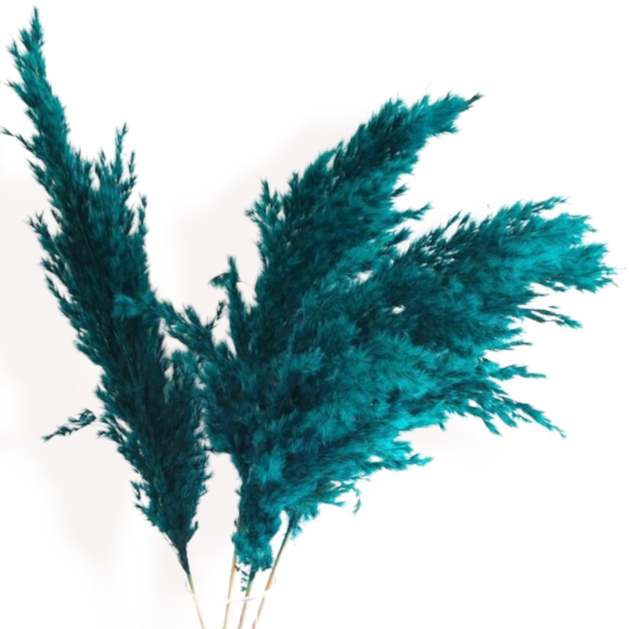 Alilang Decorative Dried Pampas Grass for Elegant Home Decoration and Floral Arrangements