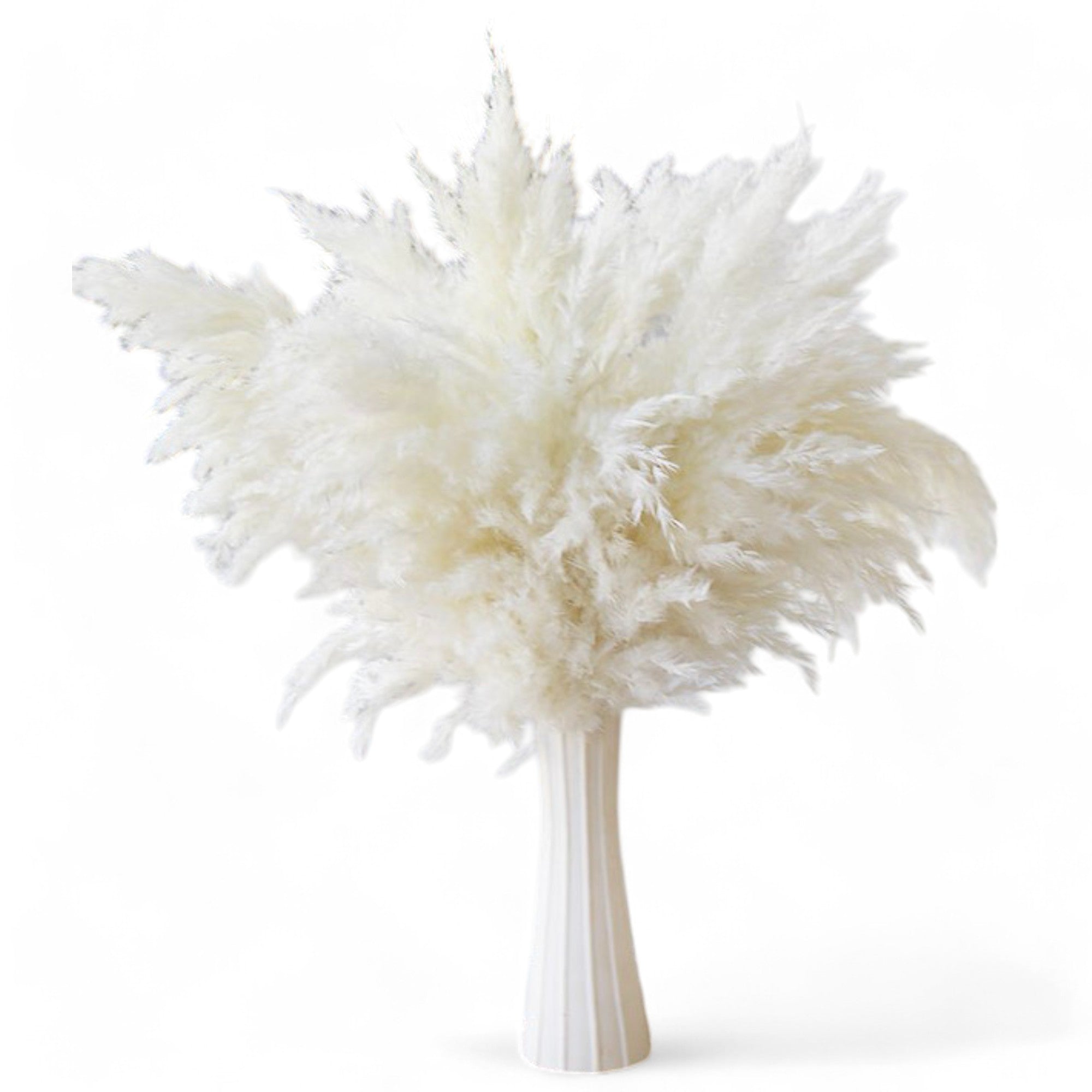 Alilang Decorative Dried Pampas Grass for Elegant Home Decoration and Floral Arrangements