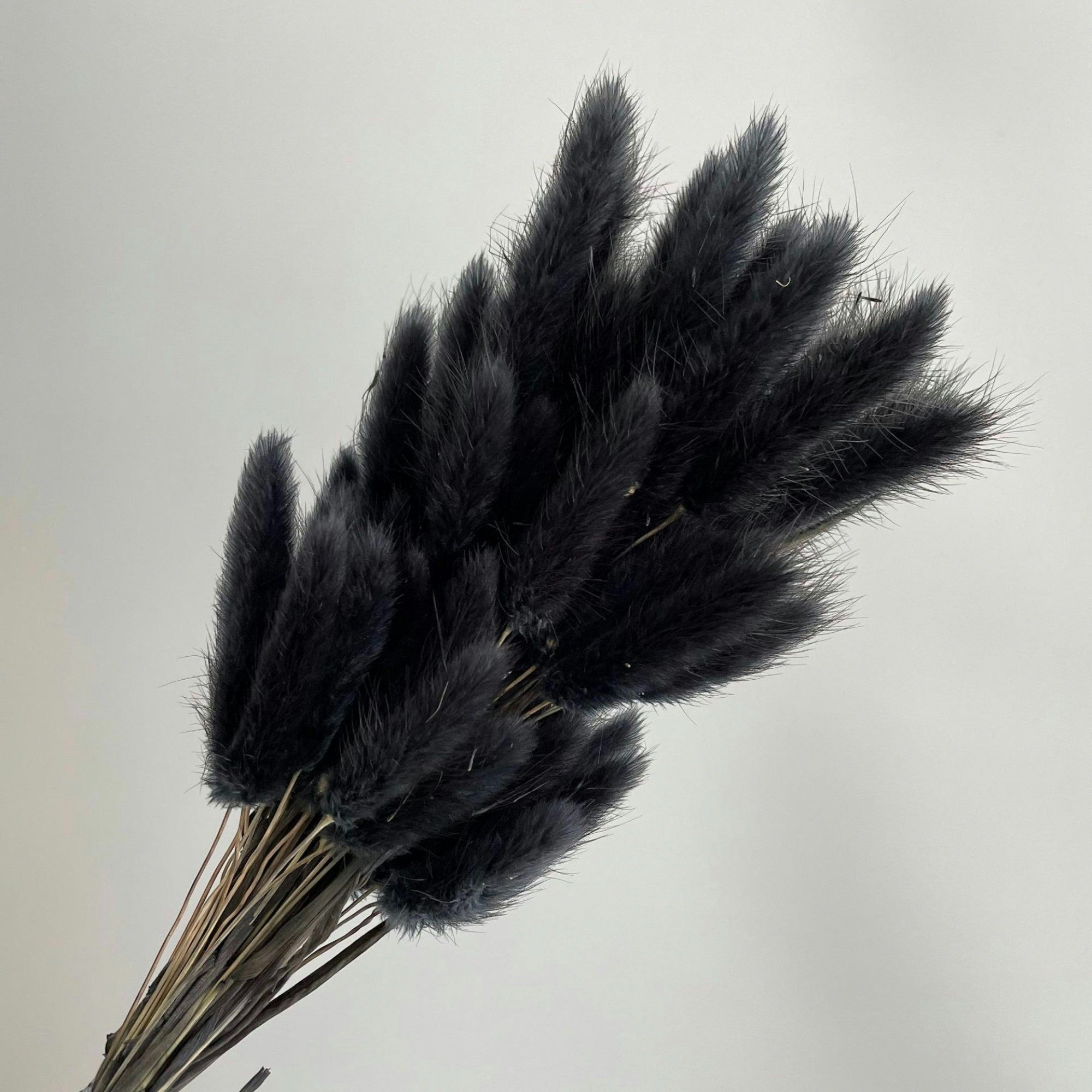 Alilang Dried Bunny Tail Grass Stems for Modern Home Decoration and Floral Arrangements