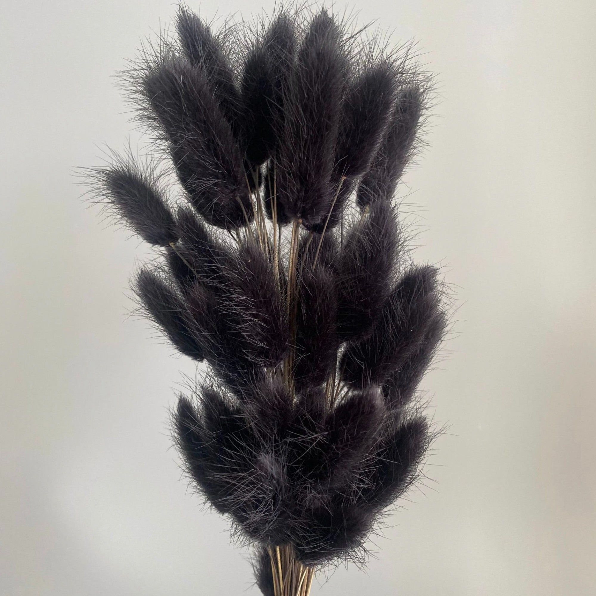 Alilang Dried Bunny Tail Grass Stems for Modern Home Decoration and Floral Arrangements