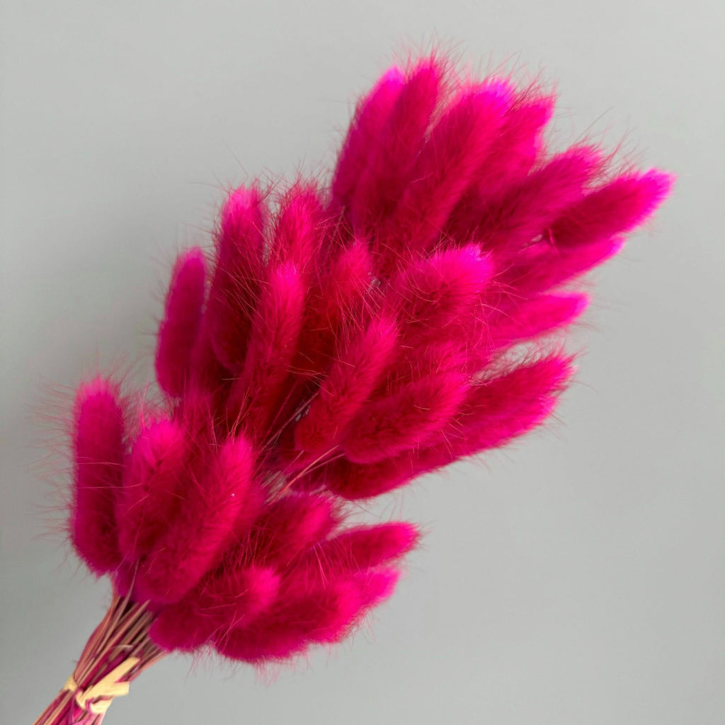 Alilang Dried Bunny Tail Grass Stems for Modern Home Decoration and Floral Arrangements