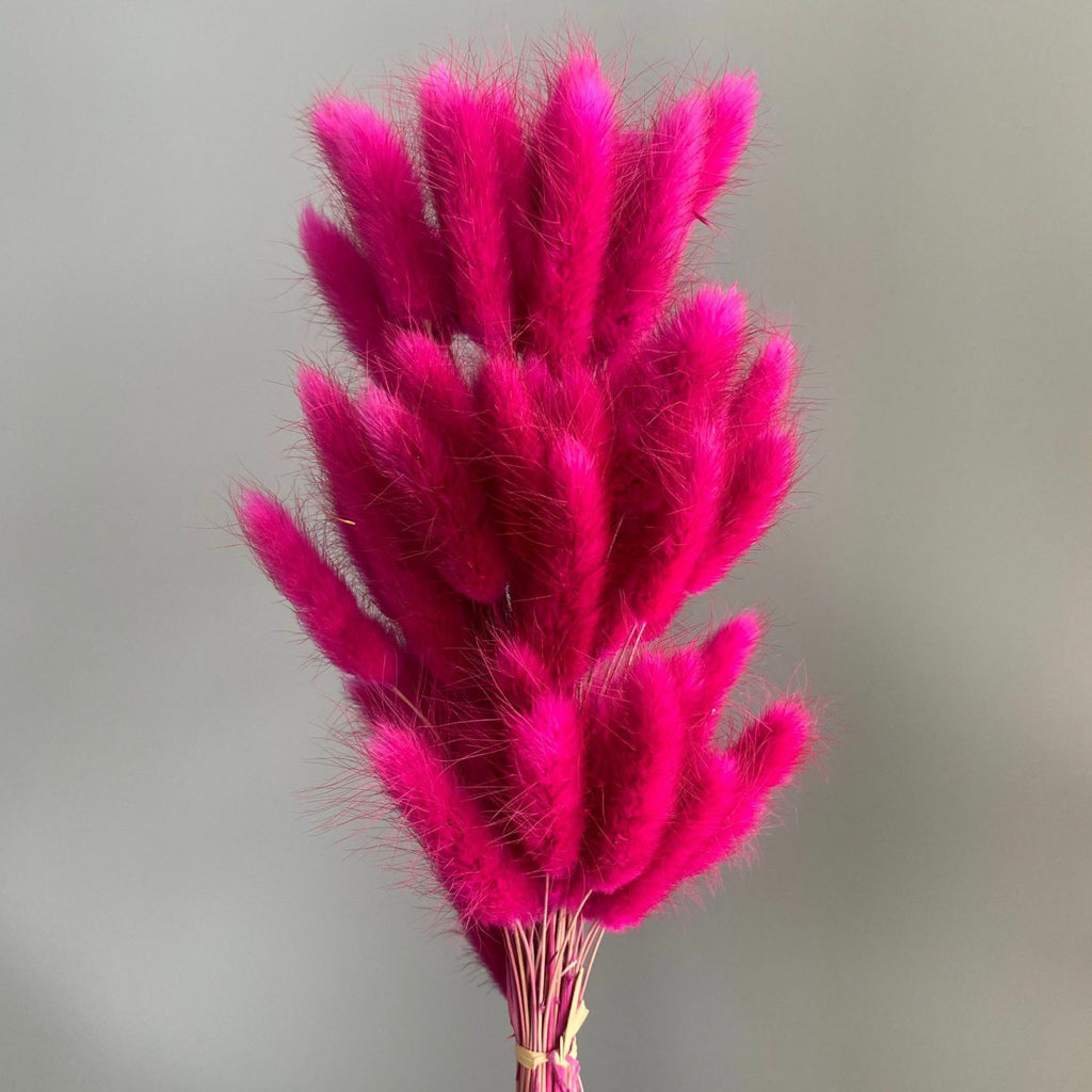Alilang Dried Bunny Tail Grass Stems for Modern Home Decoration and Floral Arrangements