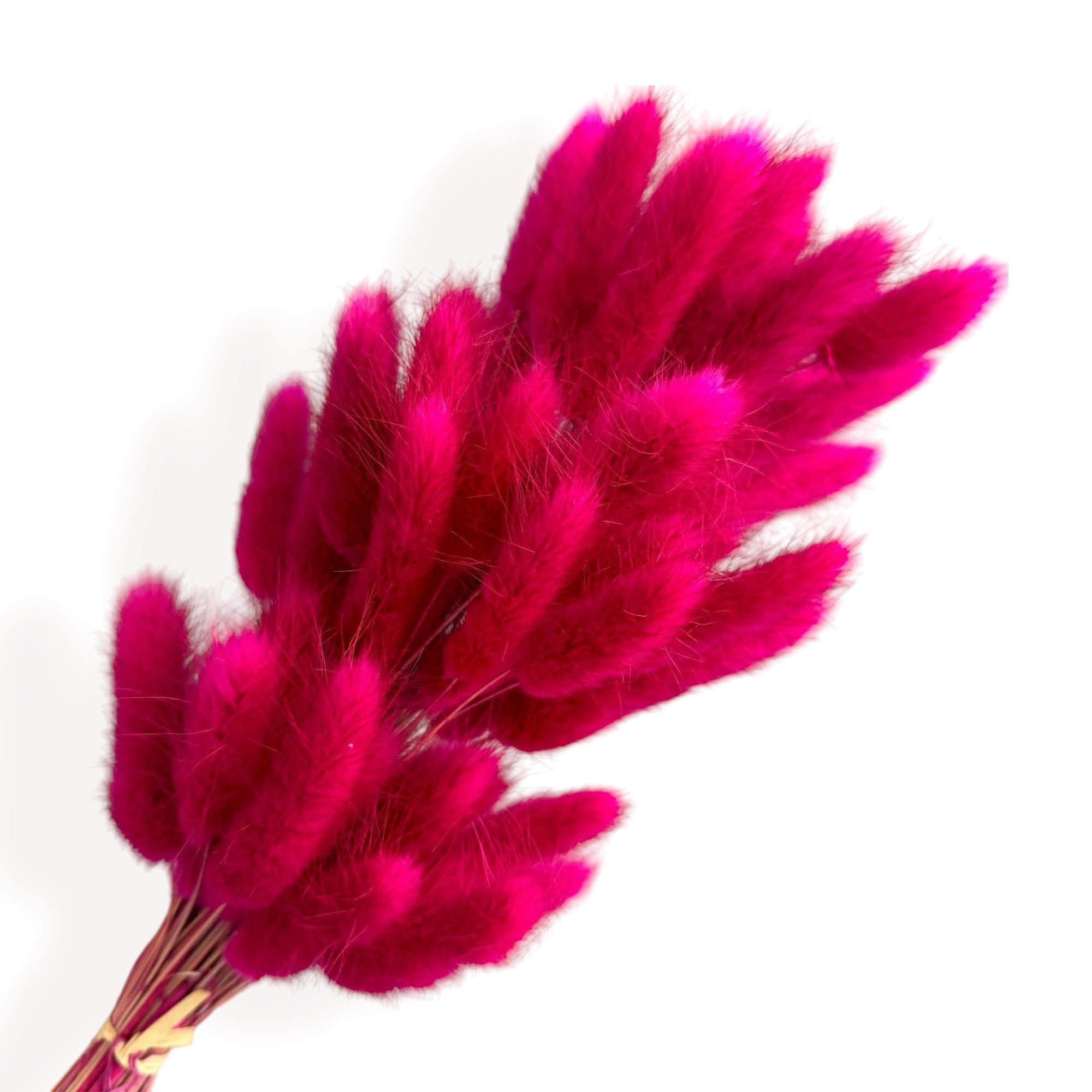 Alilang Dried Bunny Tail Grass Stems for Modern Home Decoration and Floral Arrangements