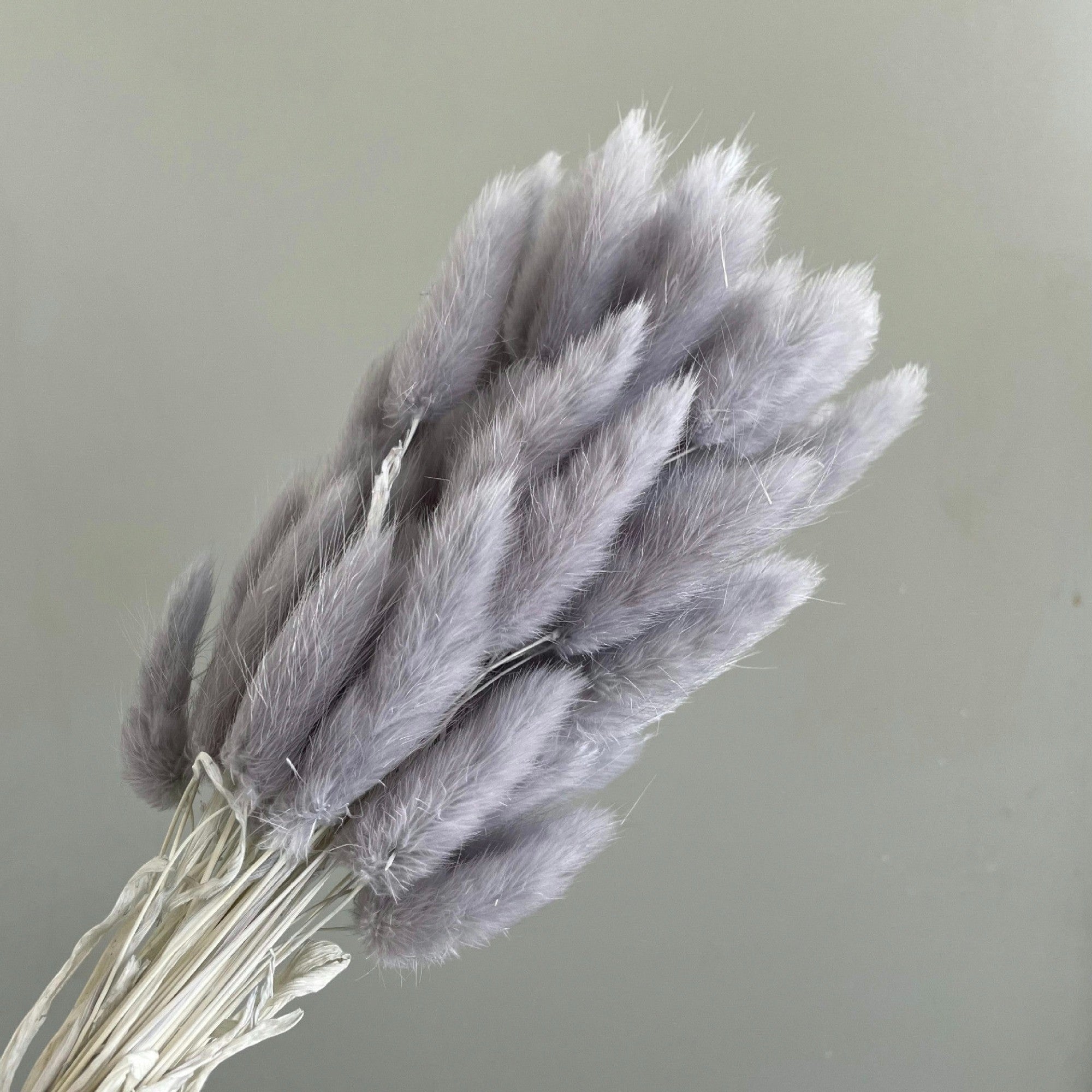 Alilang Dried Bunny Tail Grass Stems for Modern Home Decoration and Floral Arrangements