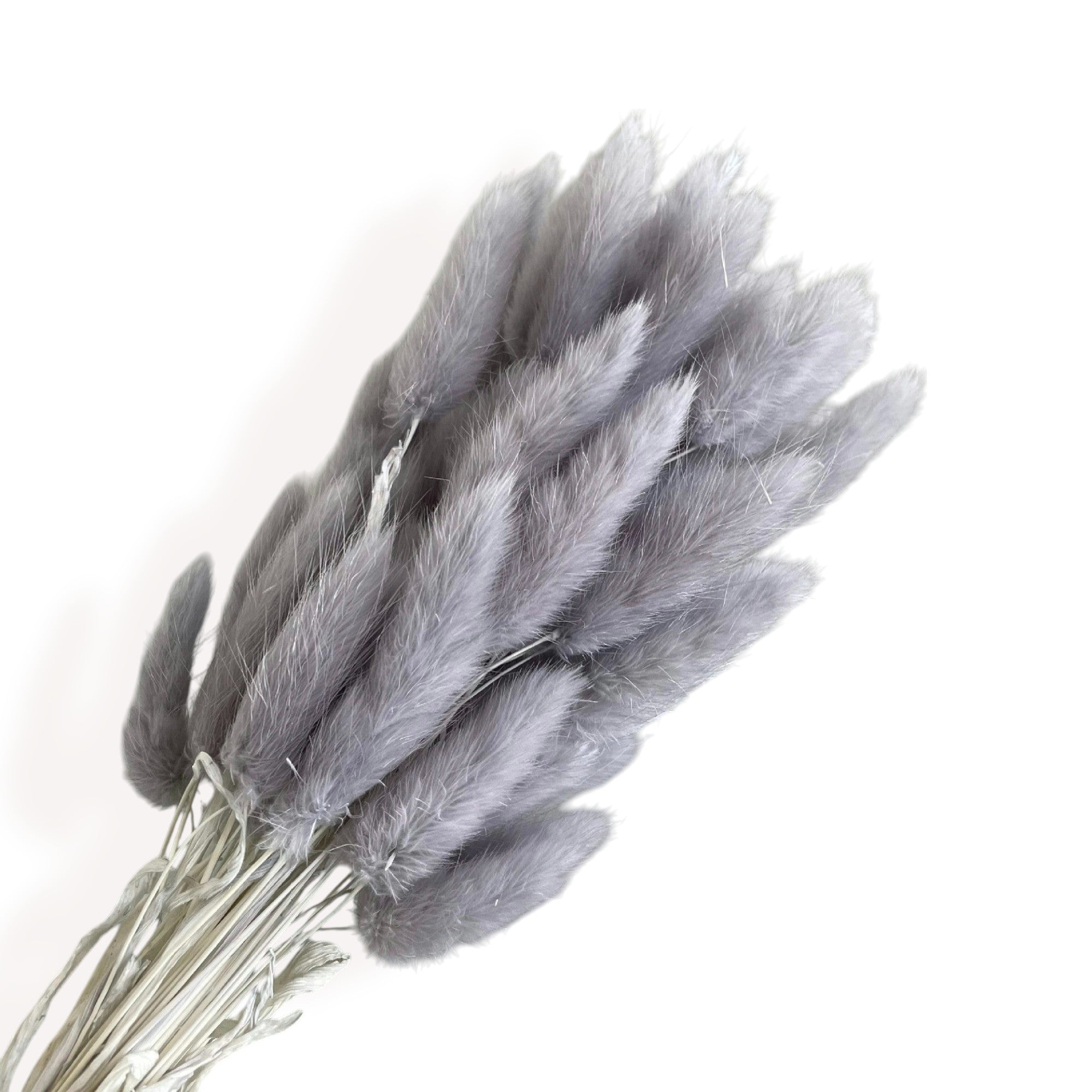 Alilang Dried Bunny Tail Grass Stems for Modern Home Decoration and Floral Arrangements