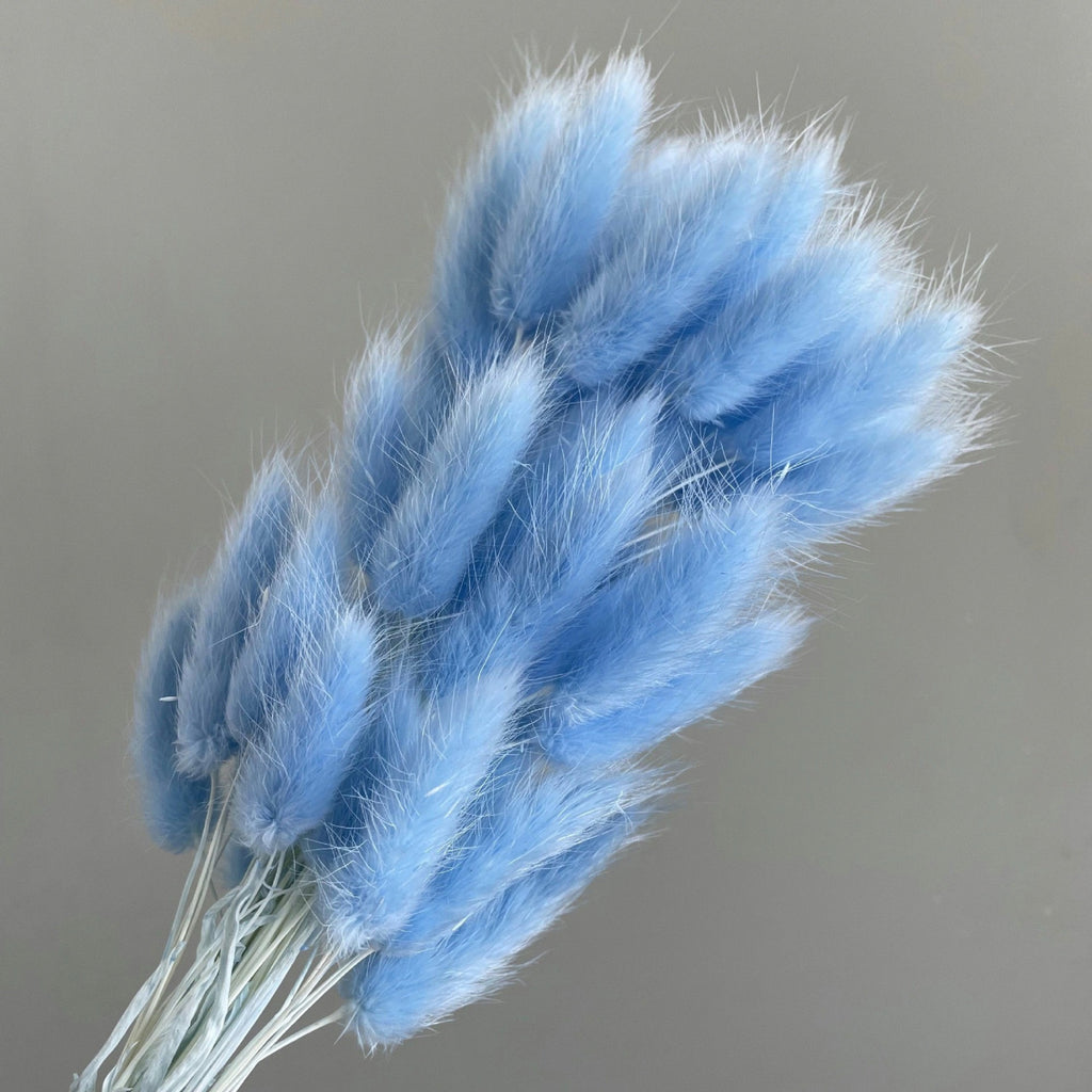 Alilang Dried Bunny Tail Grass Stems for Modern Home Decoration and Floral Arrangements