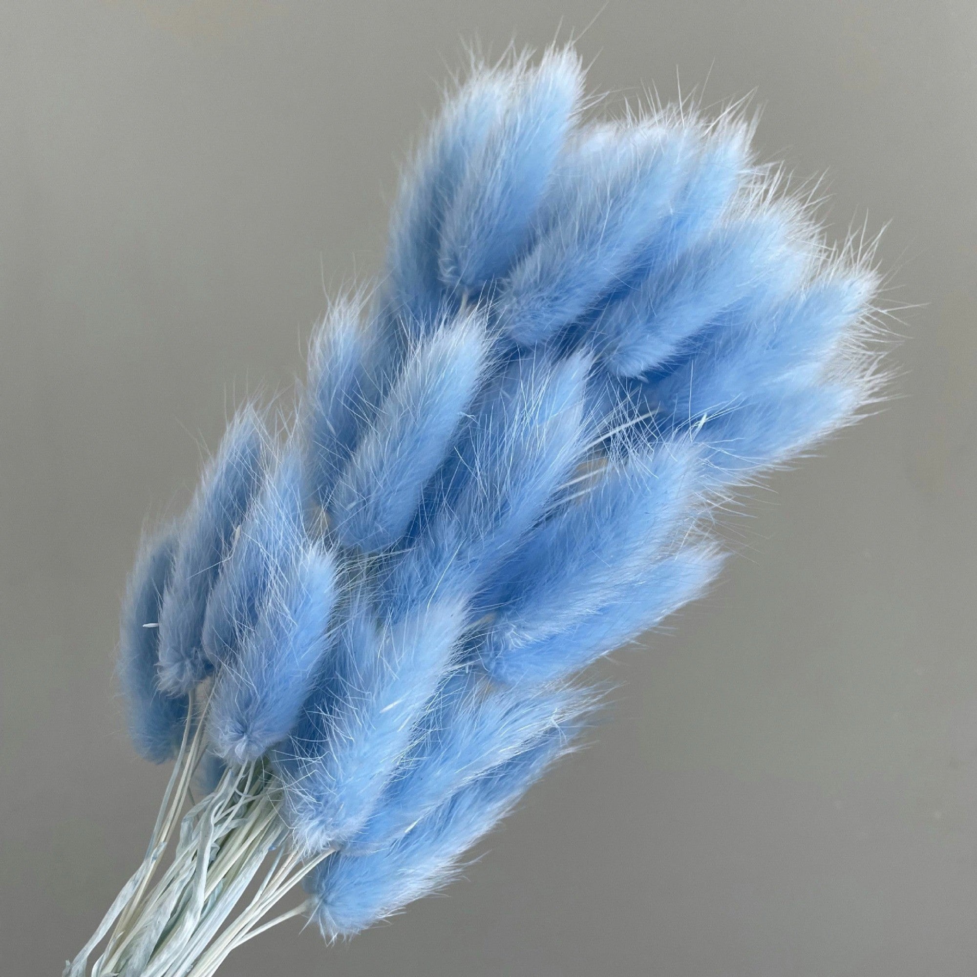 Alilang Dried Bunny Tail Grass Stems for Modern Home Decoration and Floral Arrangements