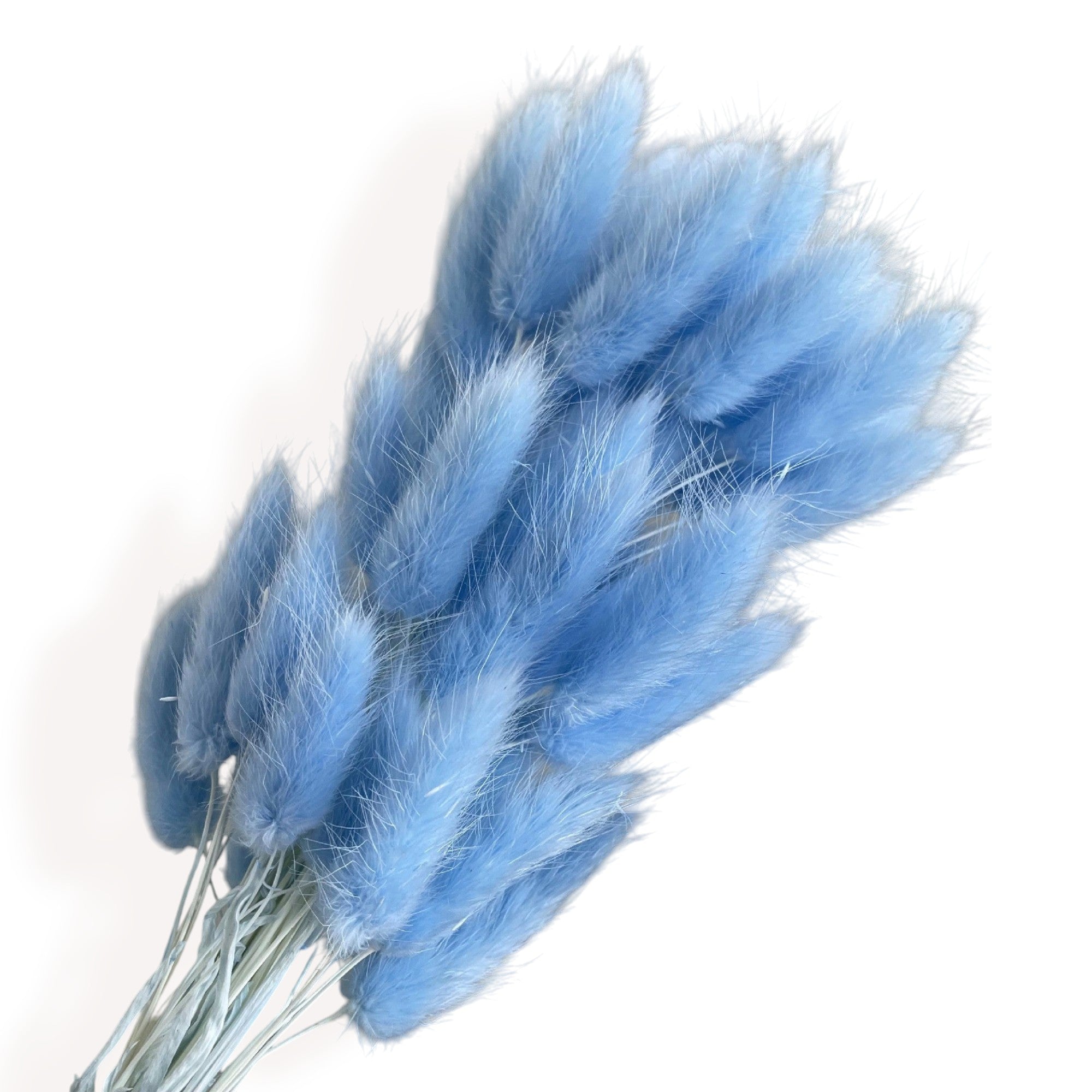 Alilang Dried Bunny Tail Grass Stems for Modern Home Decoration and Floral Arrangements