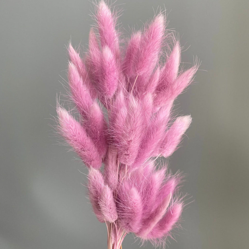 Alilang Dried Bunny Tail Grass Stems for Modern Home Decoration and Floral Arrangements