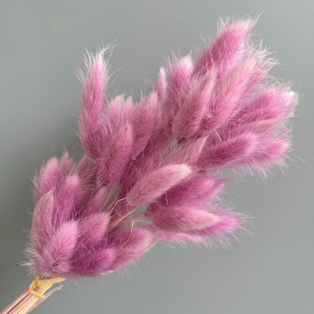 Alilang Dried Bunny Tail Grass Stems for Modern Home Decoration and Floral Arrangements