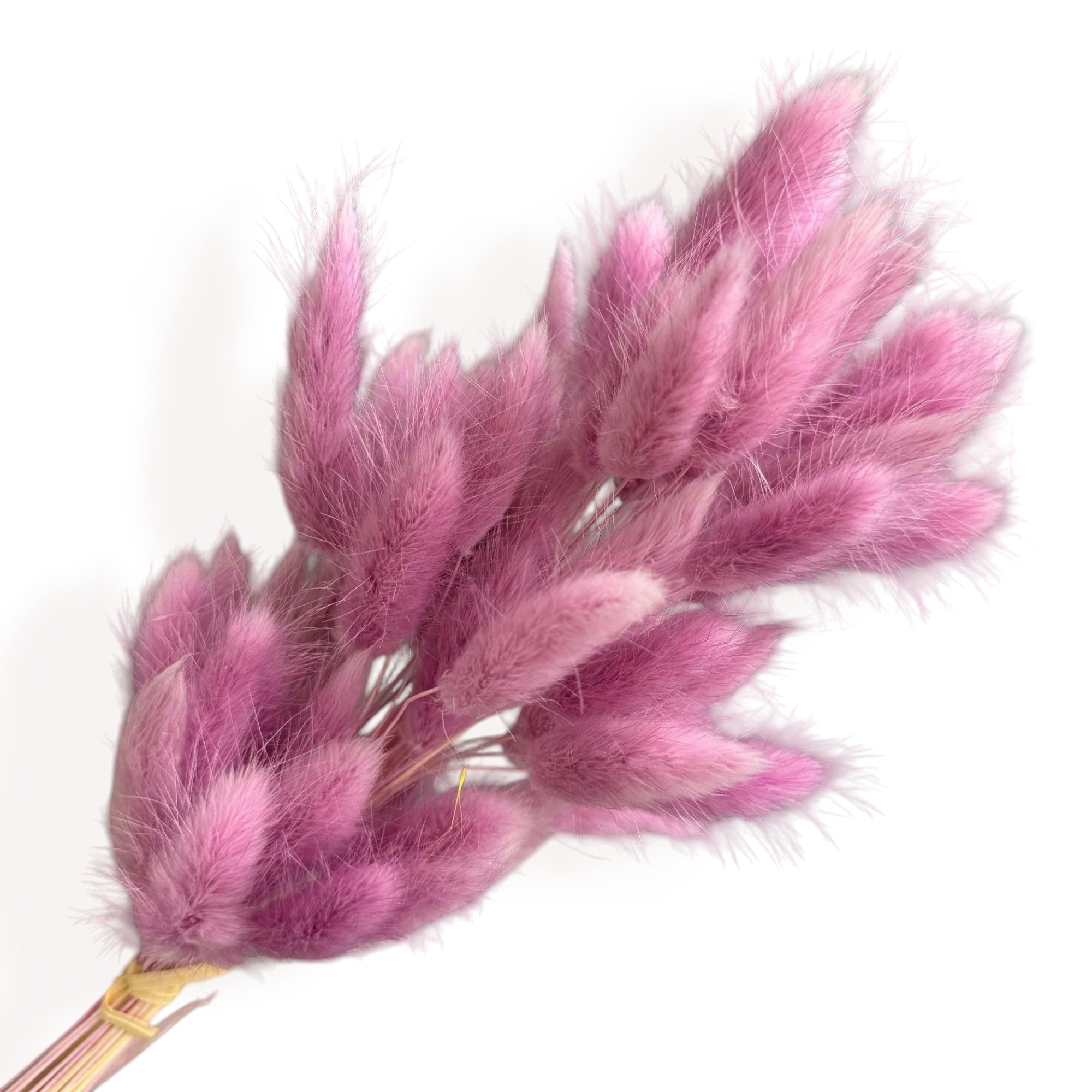 Alilang Dried Bunny Tail Grass Stems for Modern Home Decoration and Floral Arrangements