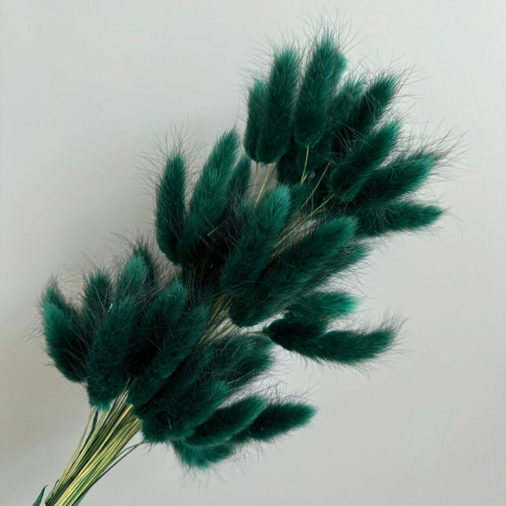 Alilang Dried Bunny Tail Grass Stems for Modern Home Decoration and Floral Arrangements